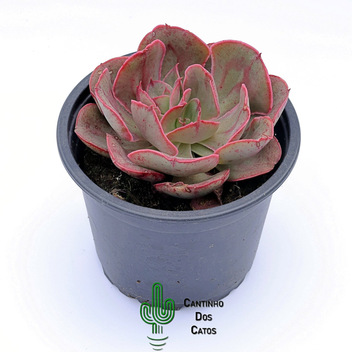Echeveria Red Prince