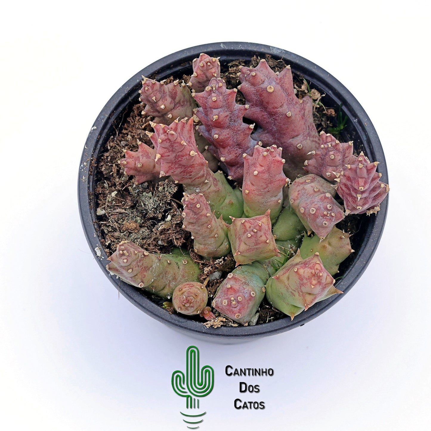 Stapelia Variegata vs Halipedicola