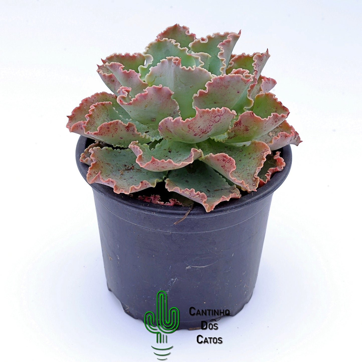 Echeveria Blue Waves