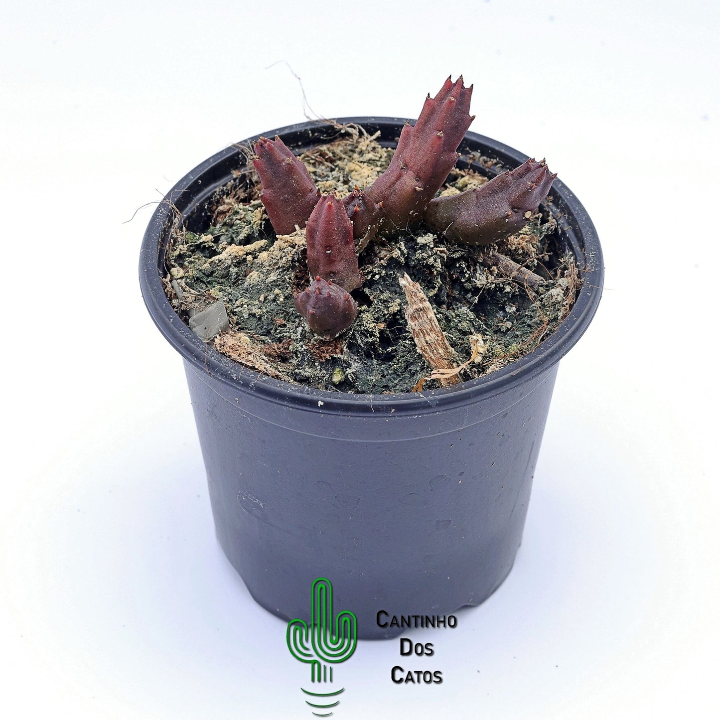 Stalepia Schinzii Var. Angolensis