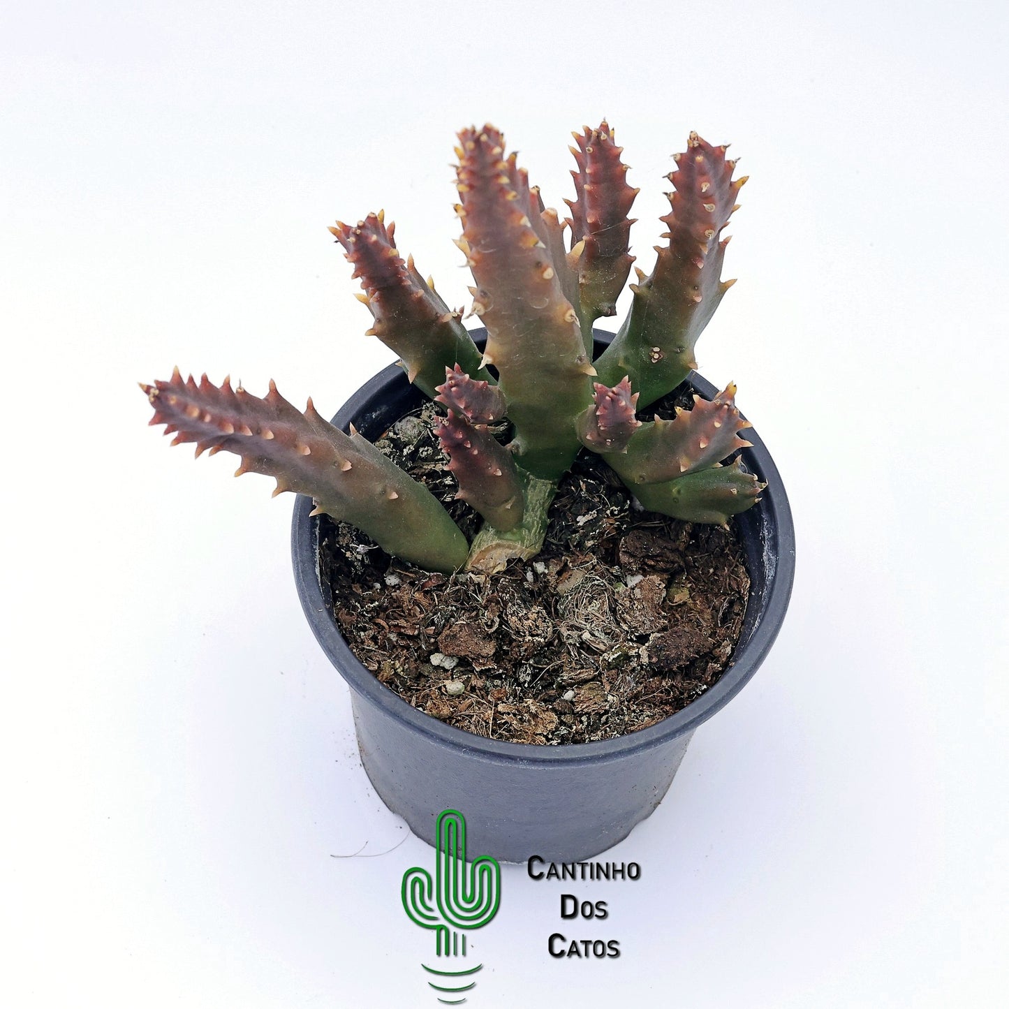 Stapelia Mutabilis