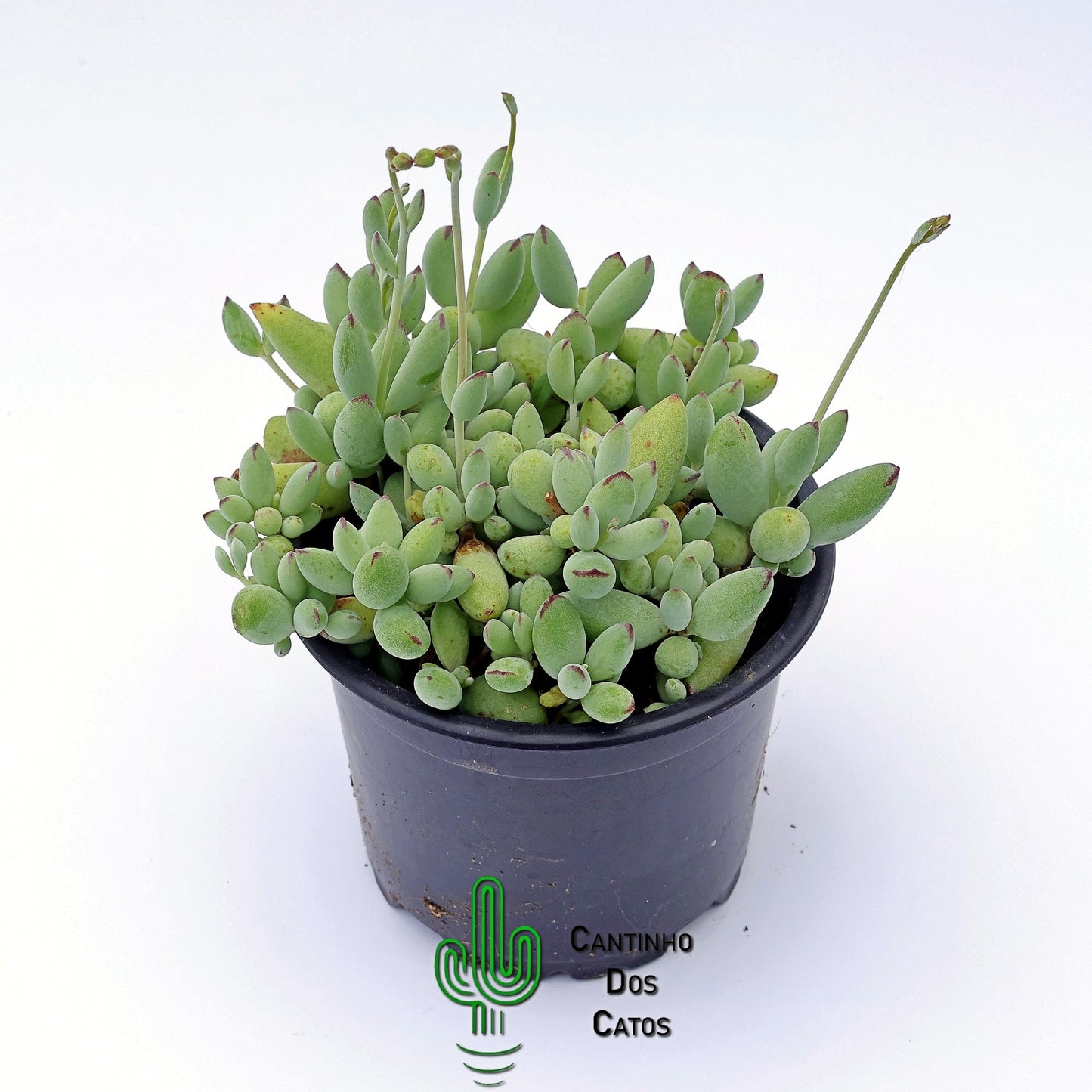 Cotyledon Orbiculata Happy Day