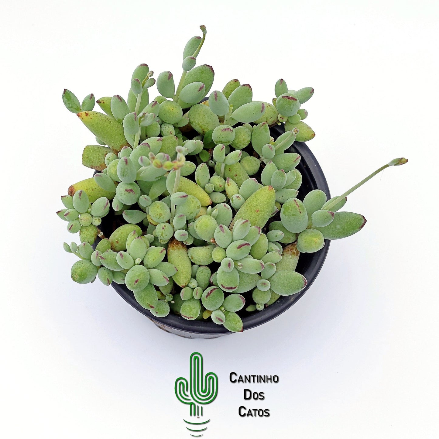 Cotyledon Orbiculata Happy Day