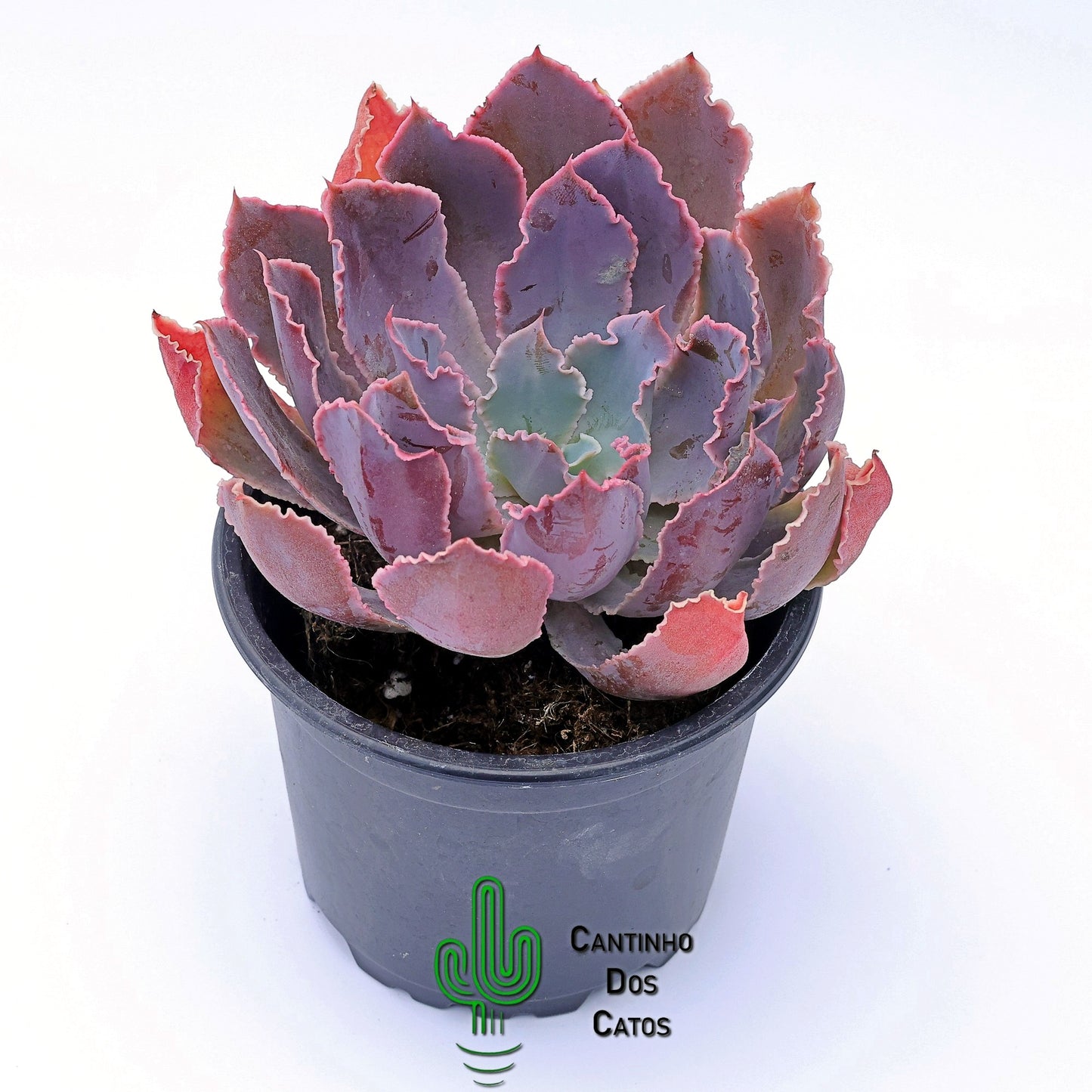 Echeveria Purple Dance
