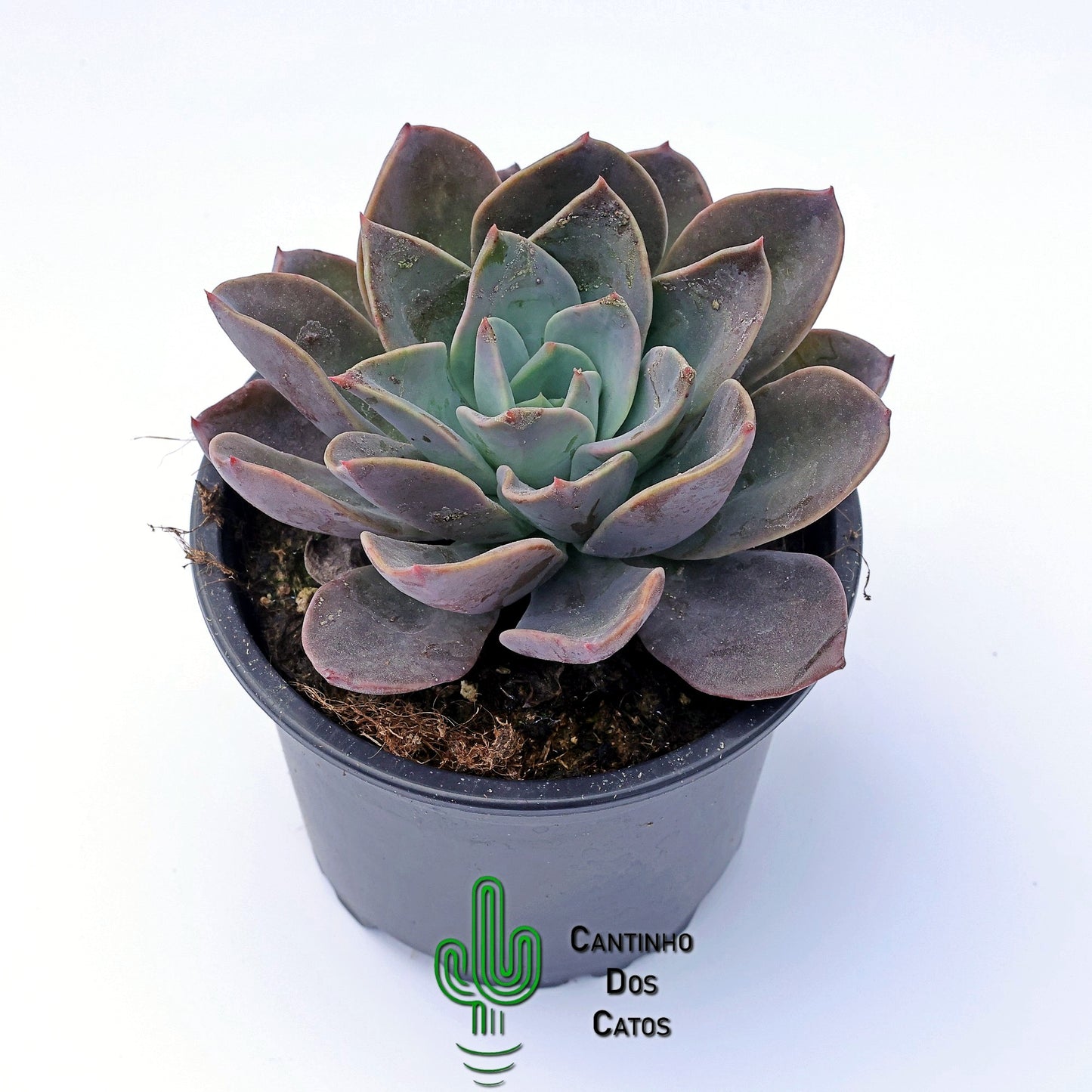 Echeveria Blue Prince