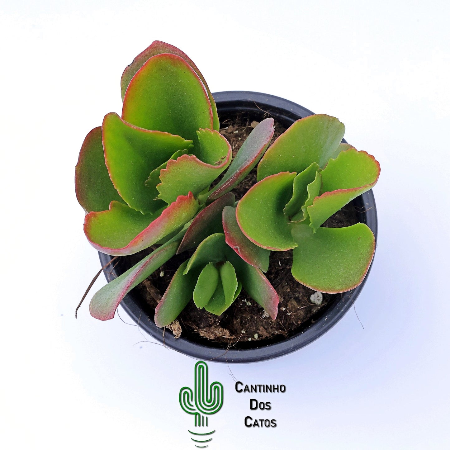 Kalanchoe Vivien