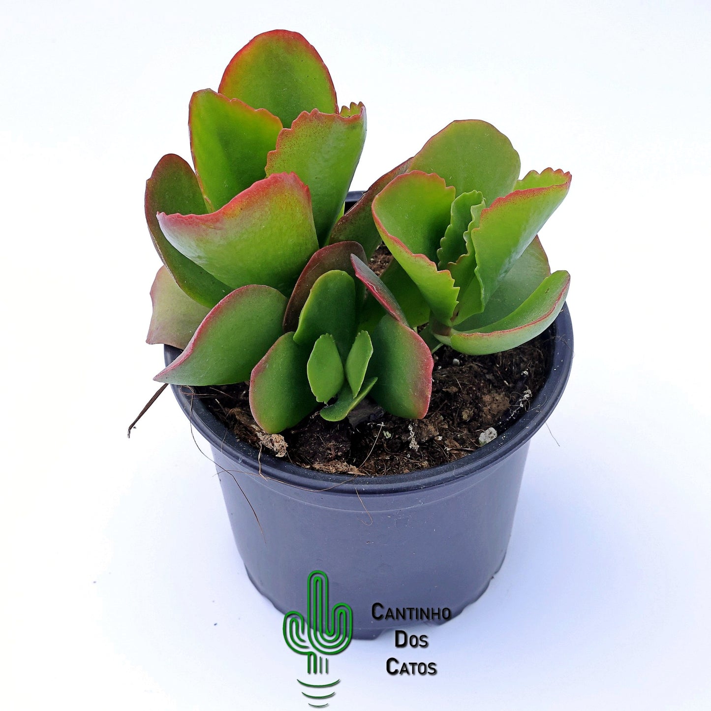 Kalanchoe Vivien