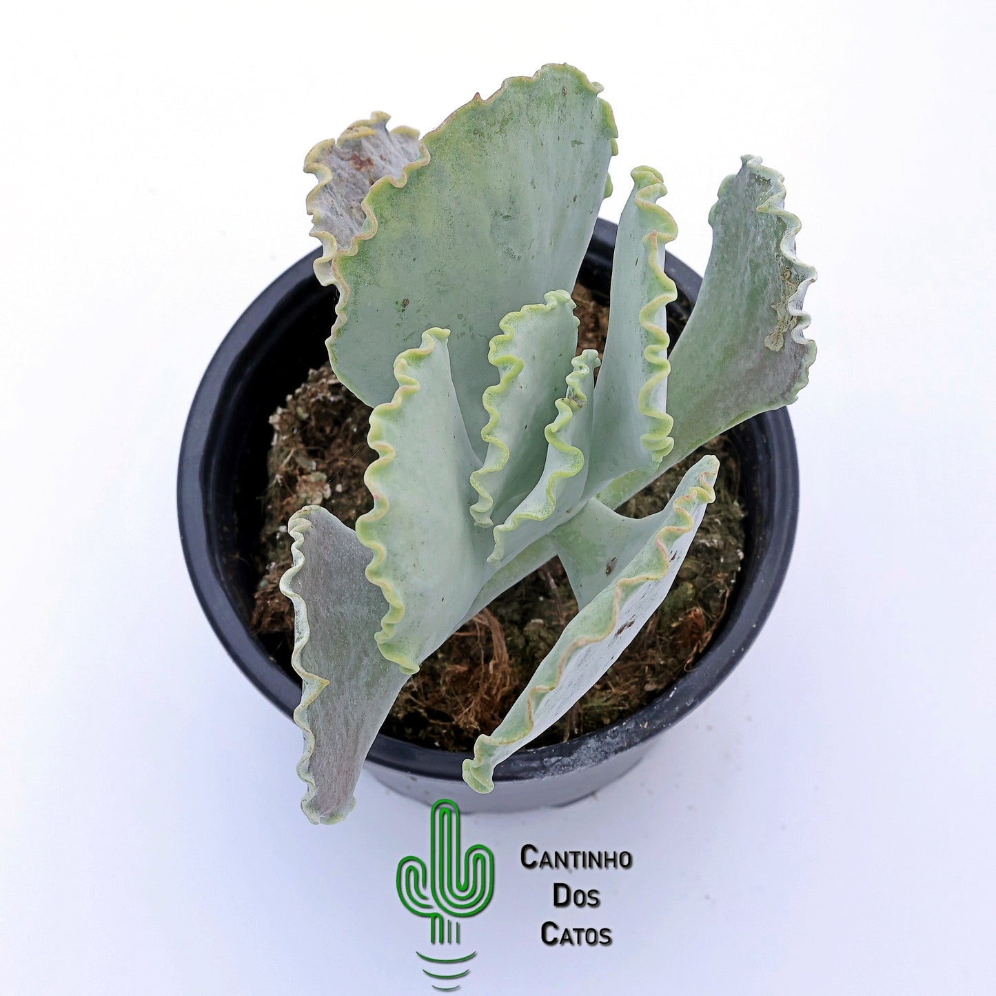 Cotylendon Orbiculata Oblonga Undulata