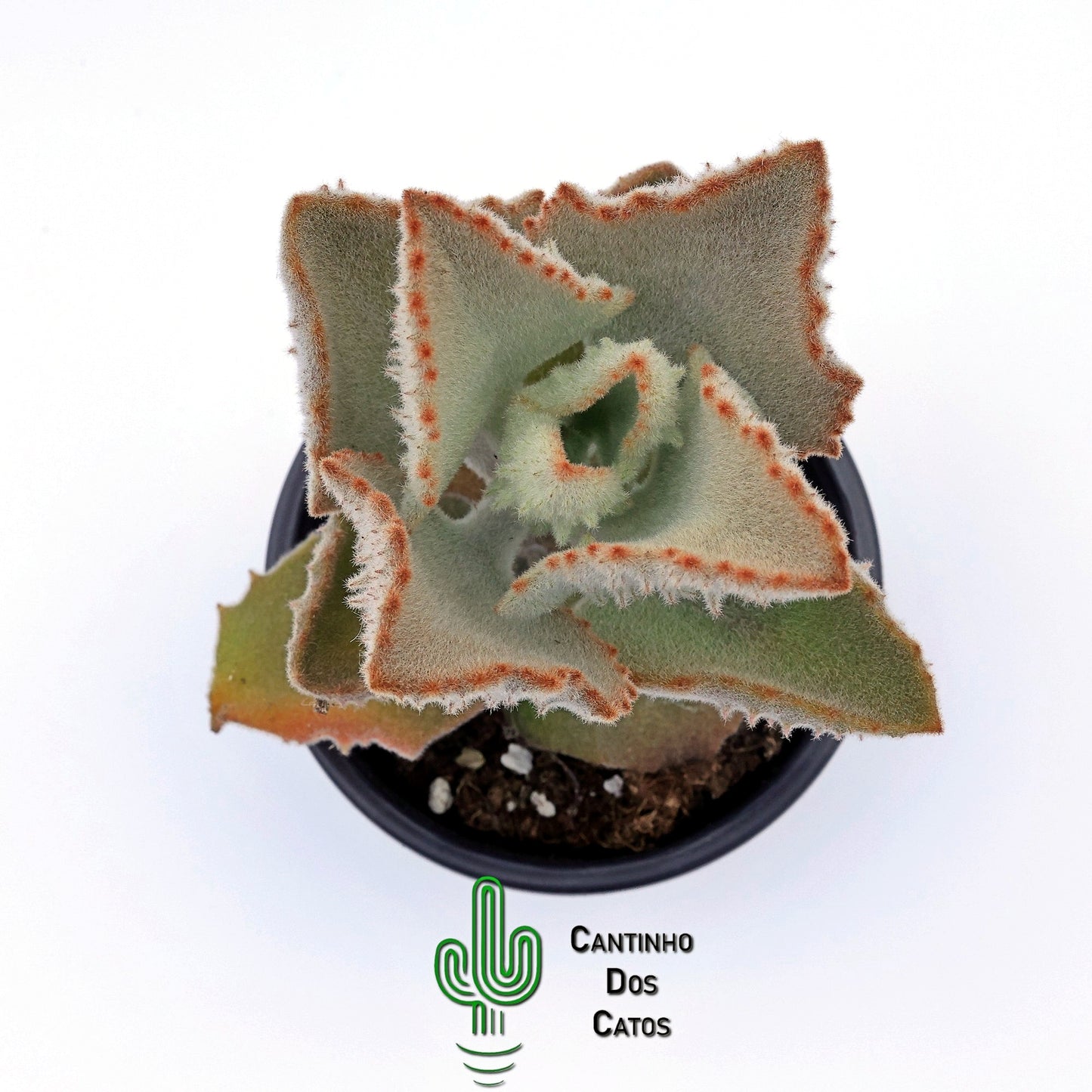 Kalanchoe Beharensis Fang
