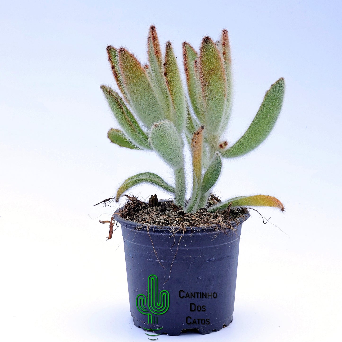 Kalanchoe Tomentosa Hairy Harry