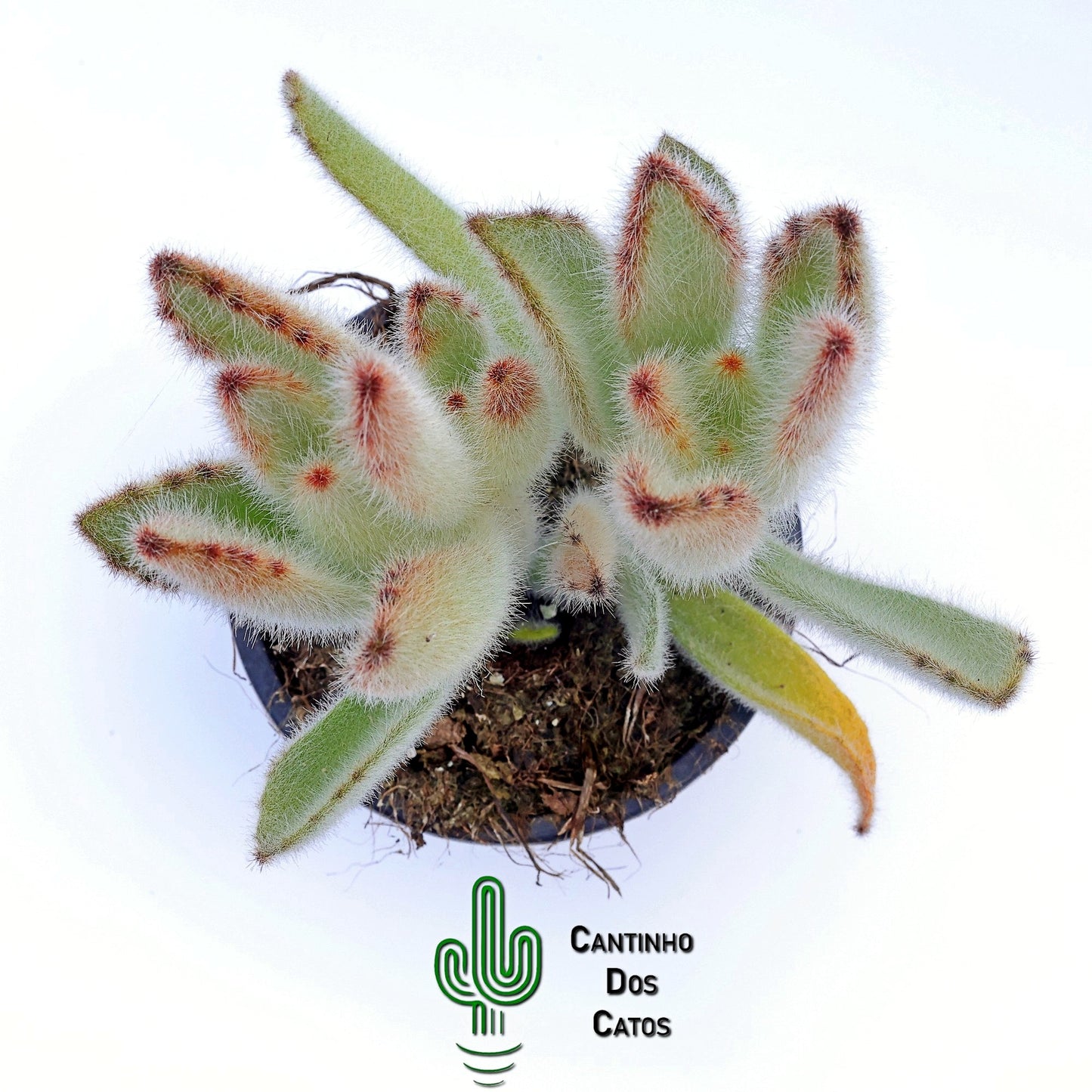 Kalanchoe Tomentosa Hairy Harry