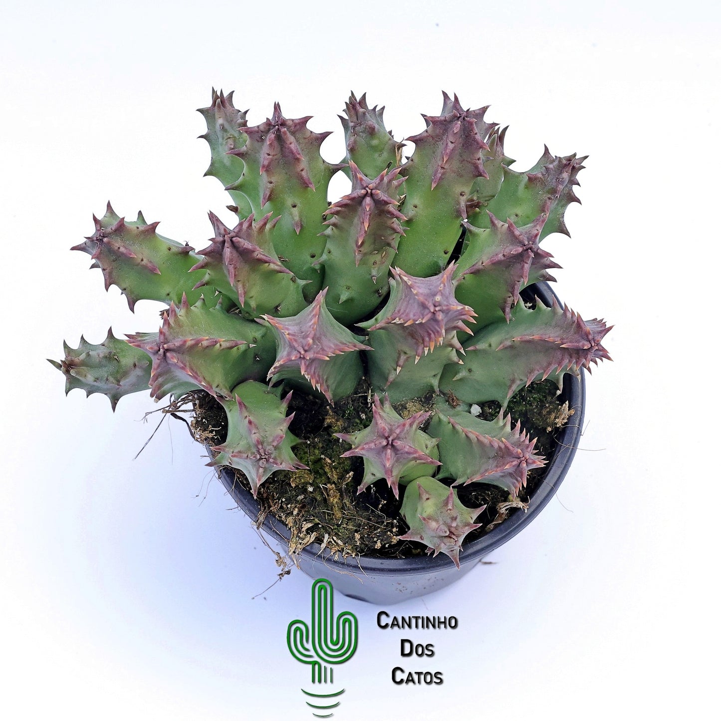 Huernia "Pink Eye"
