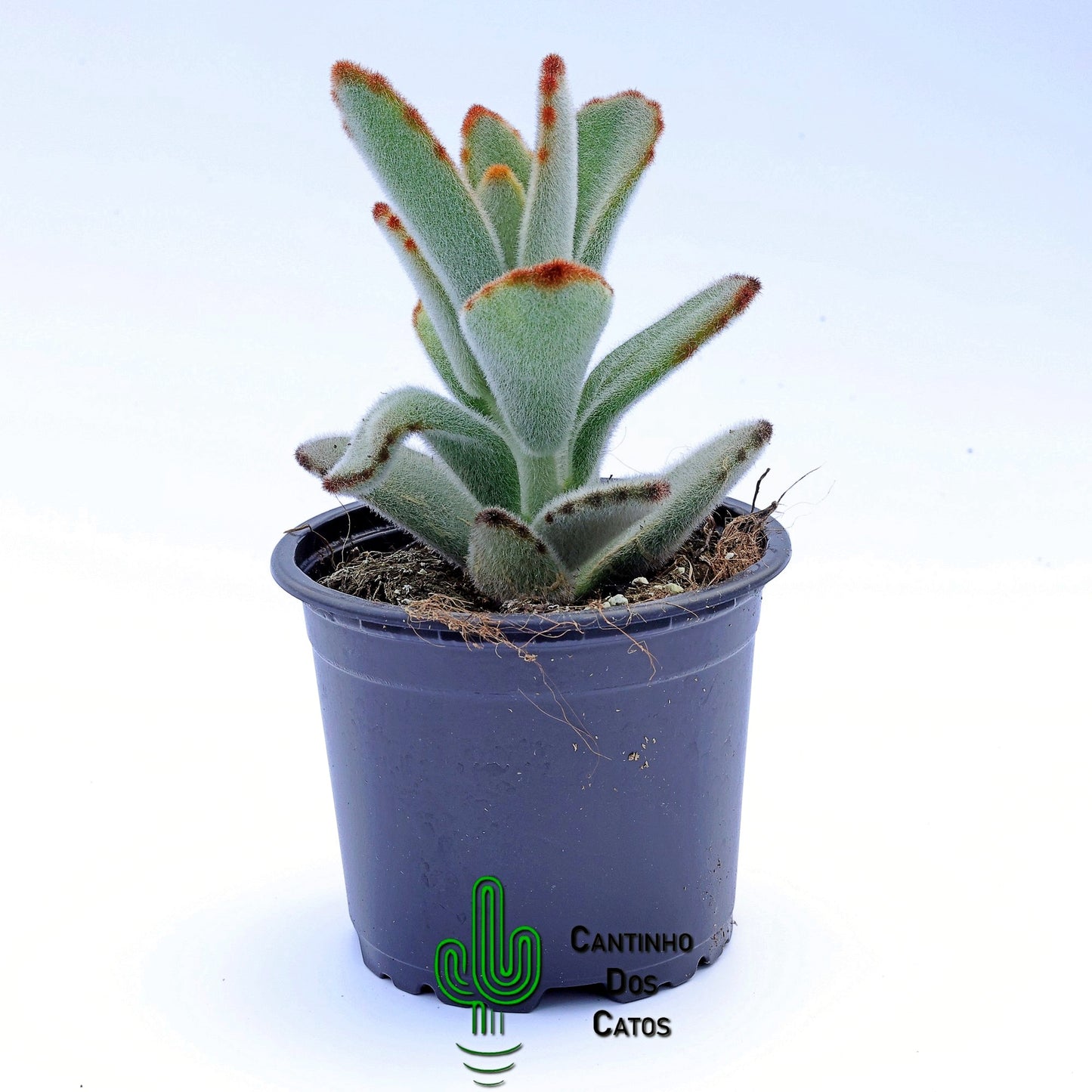 Kalanchoe Tomentosa "Daruma"
