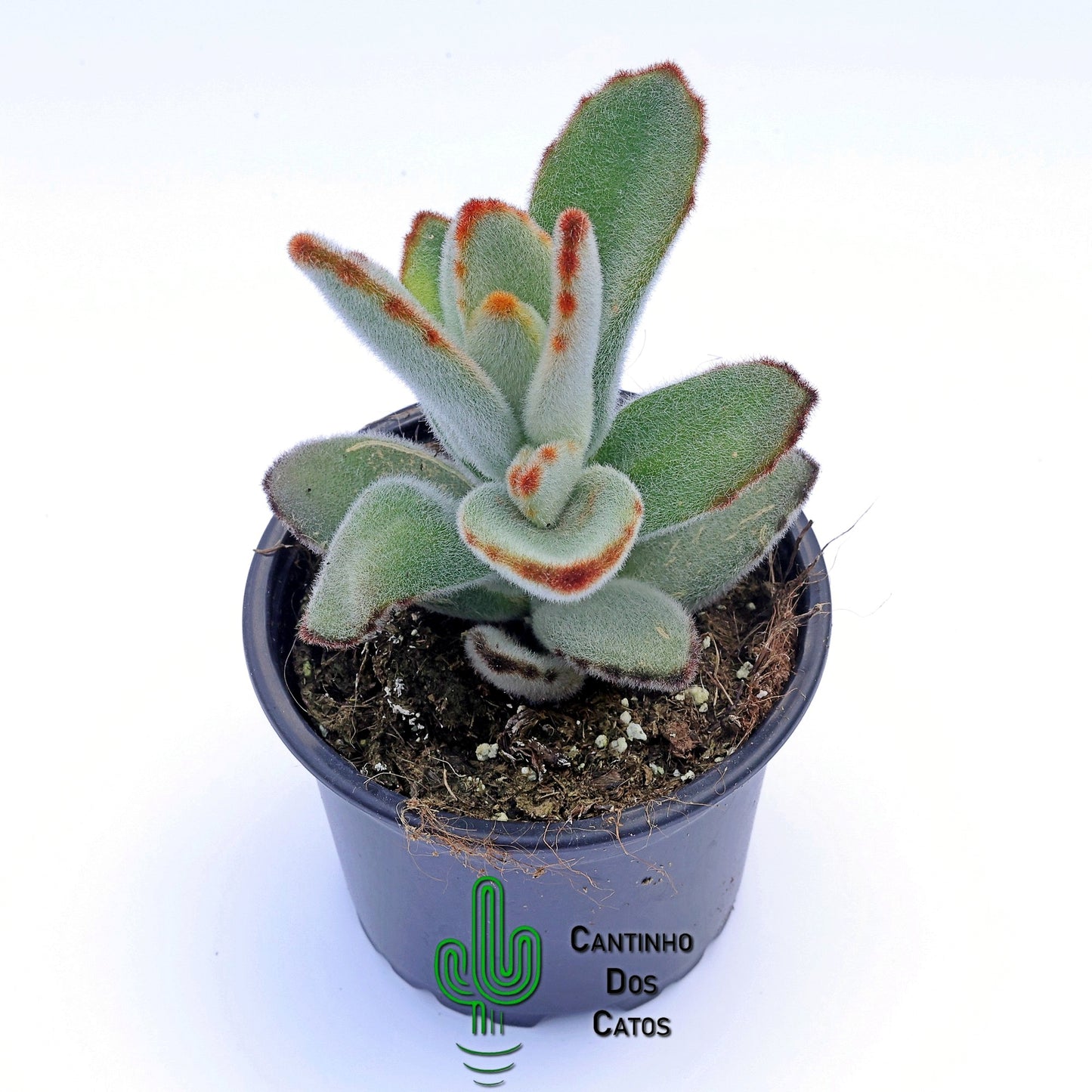 Kalanchoe Tomentosa "Daruma"