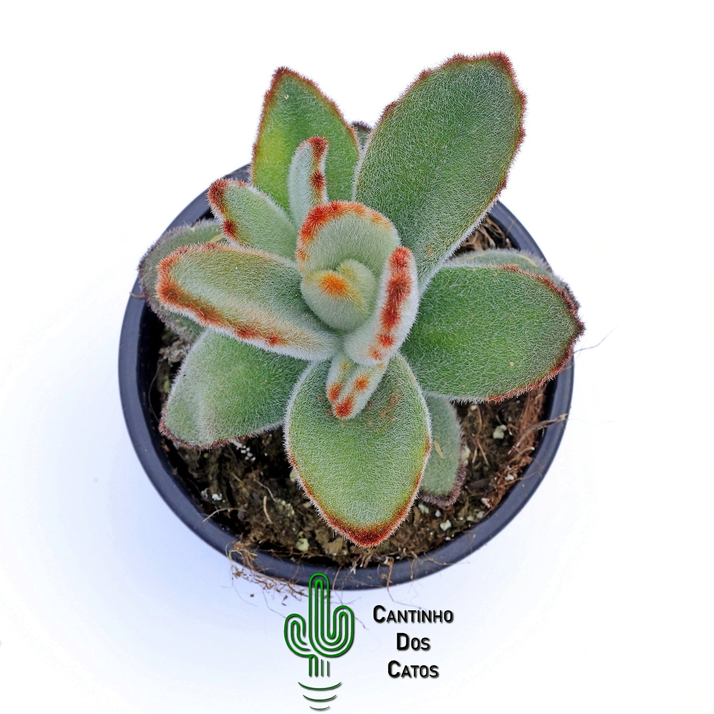 Kalanchoe Tomentosa "Daruma"