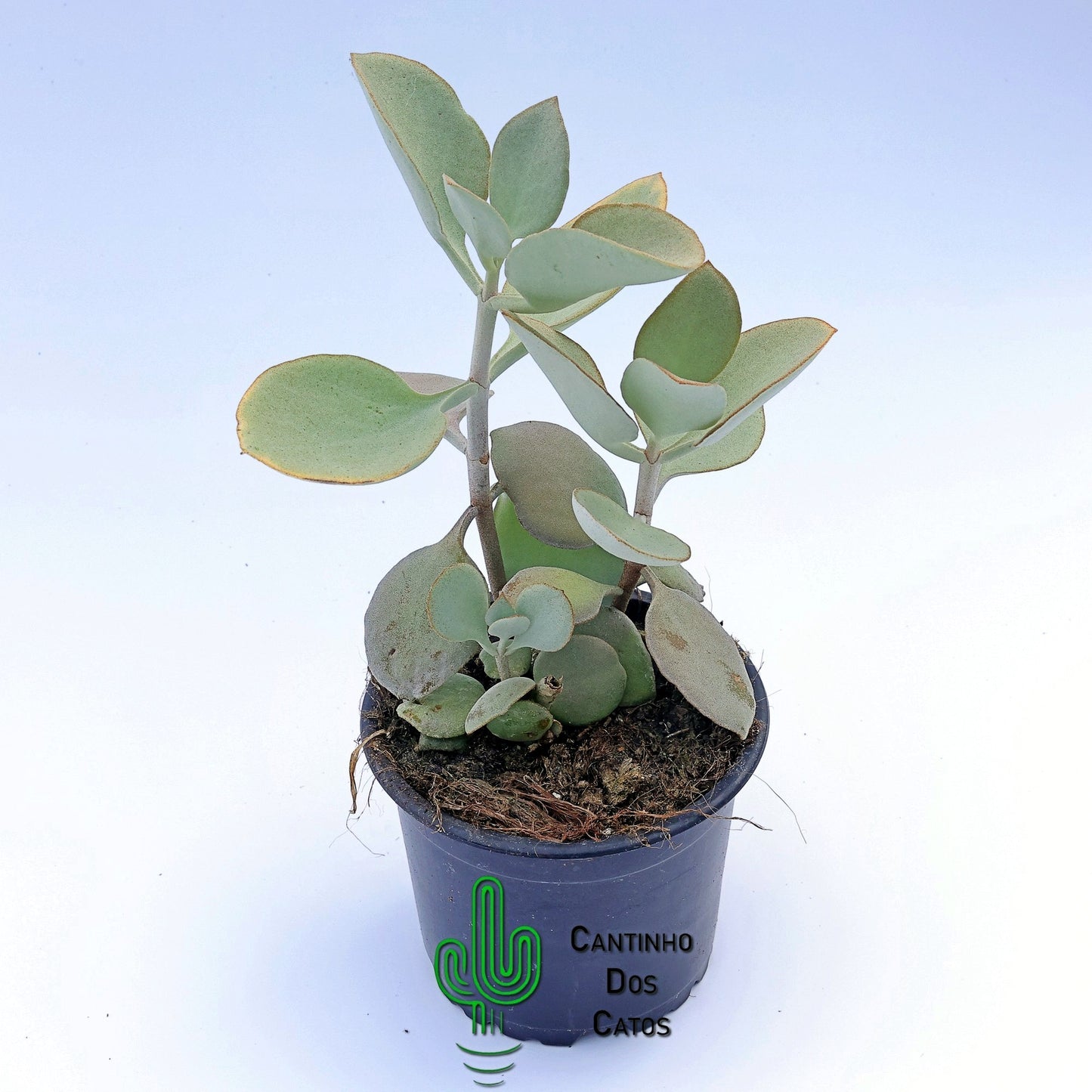 Kalanchoe Hildebrandtii ‘Colher de Prata’