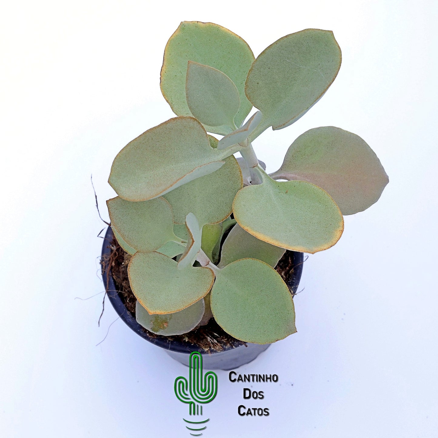 Kalanchoe Hildebrandtii ‘Colher de Prata’