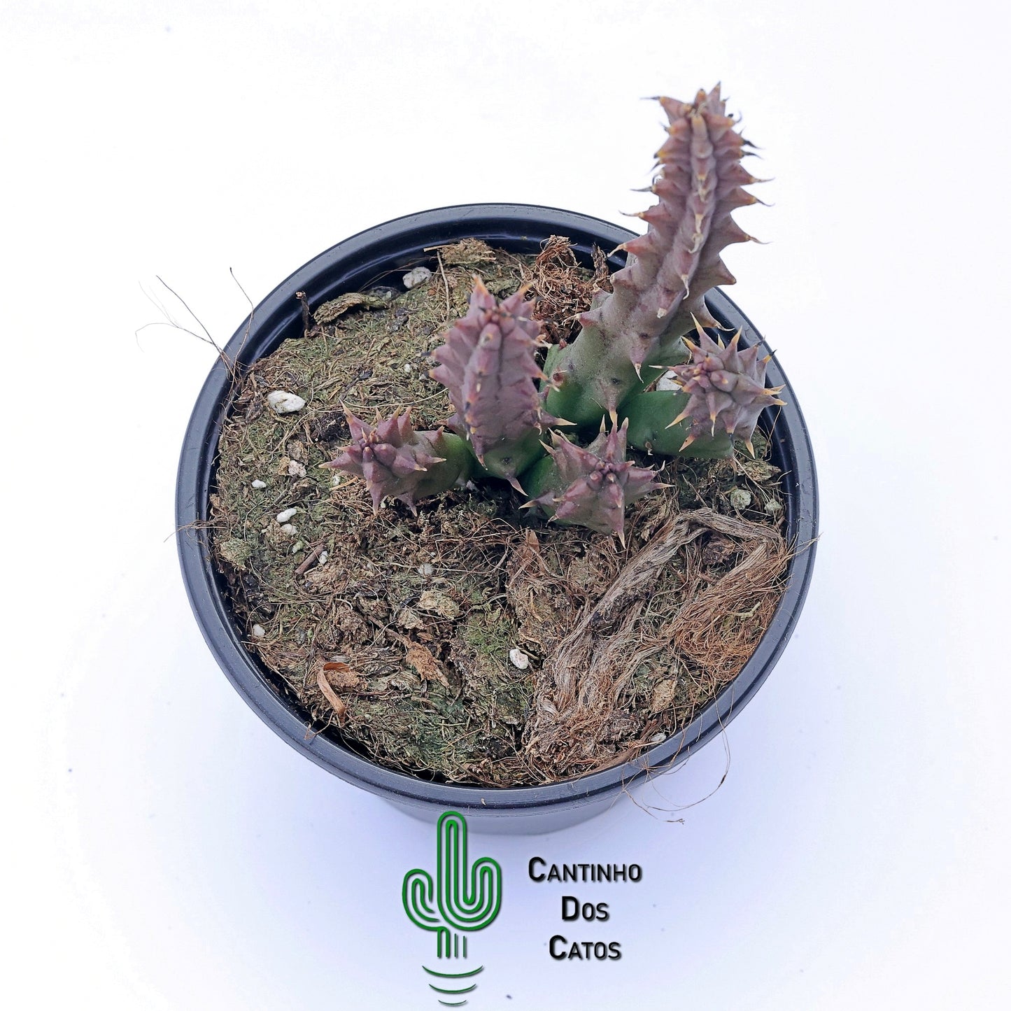 Huernia Boleana