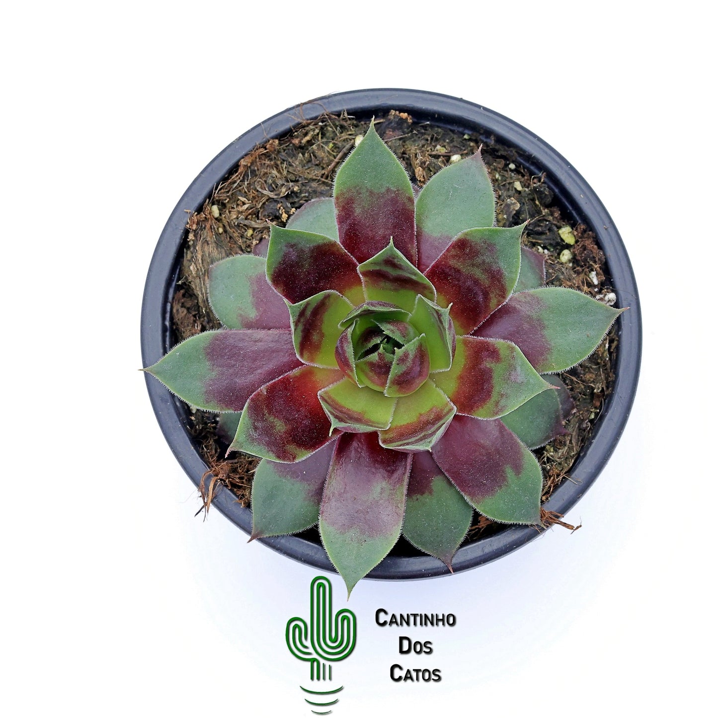 Sempervivum Westerlin