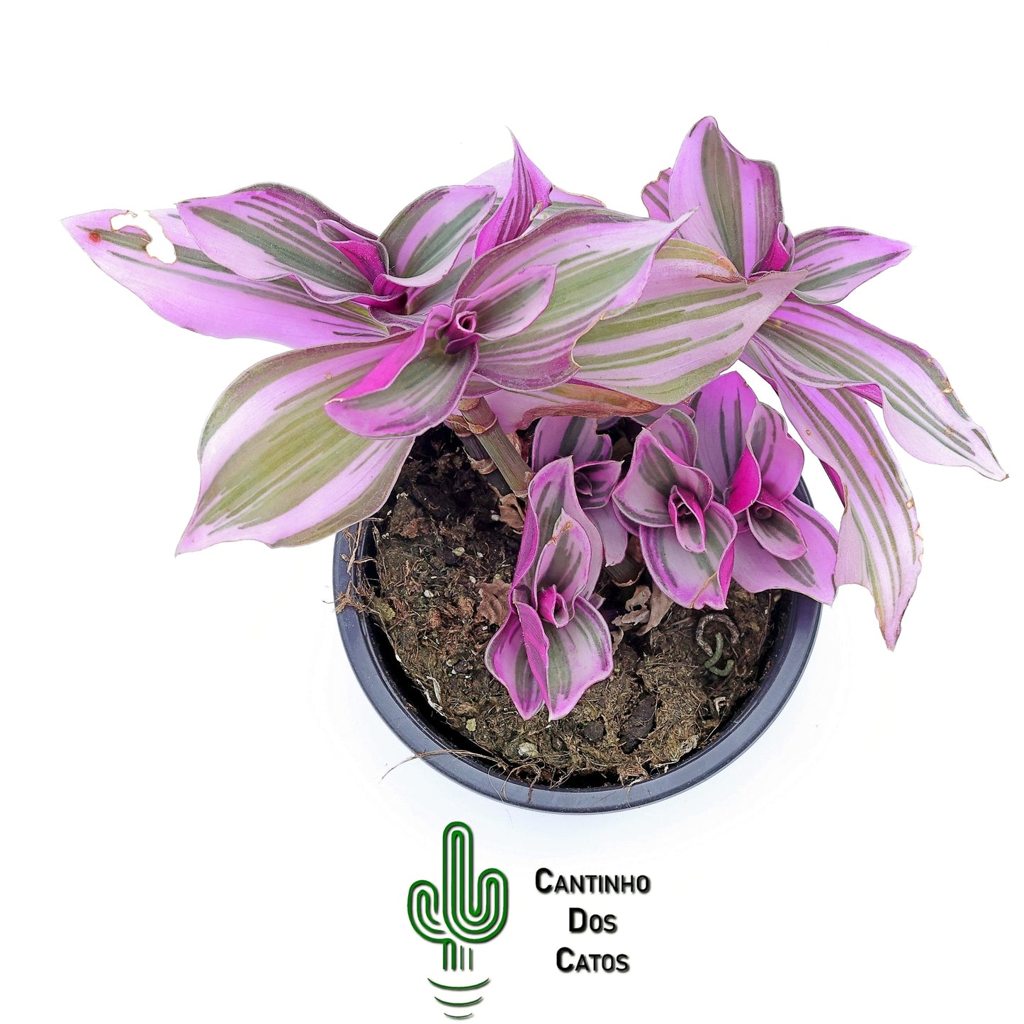 Tradescantia Fluminensis Tricolor