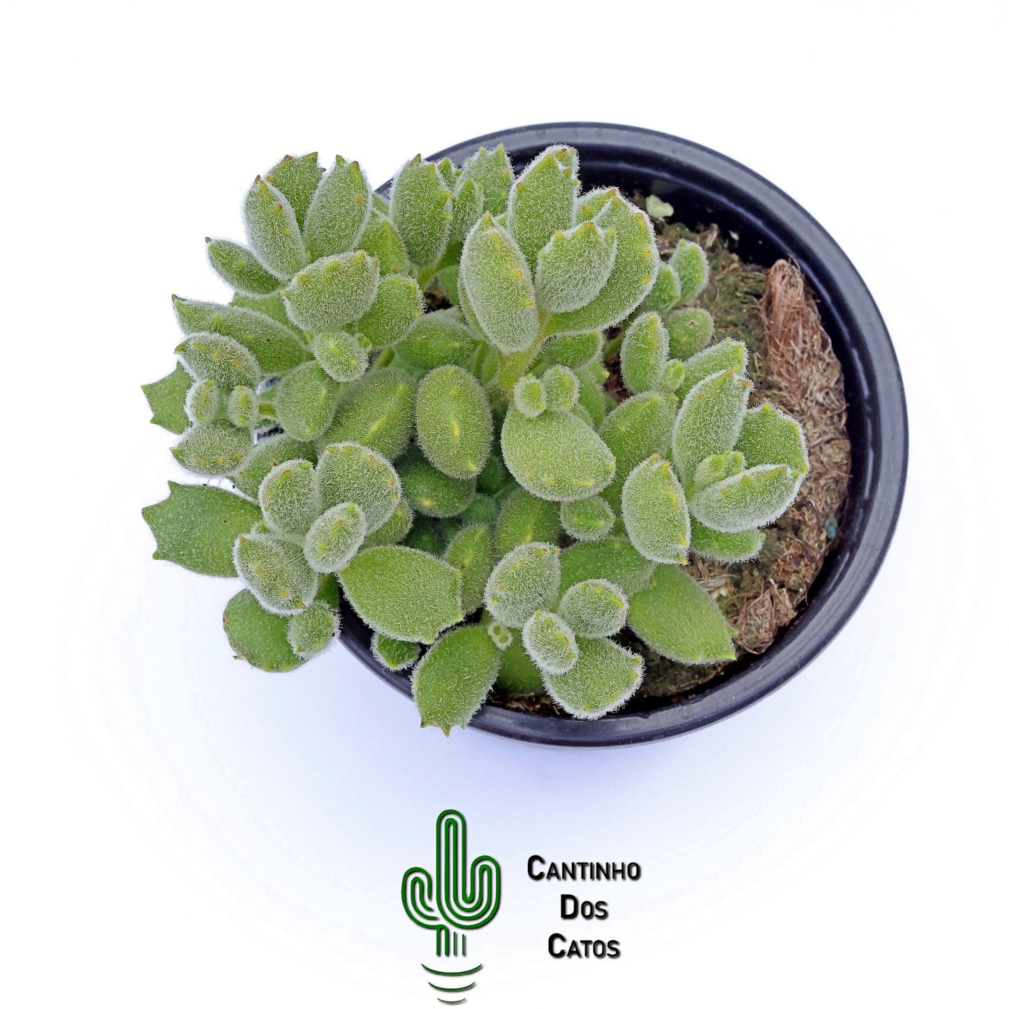 Cotyledon Tomentosa Ladismithiensis