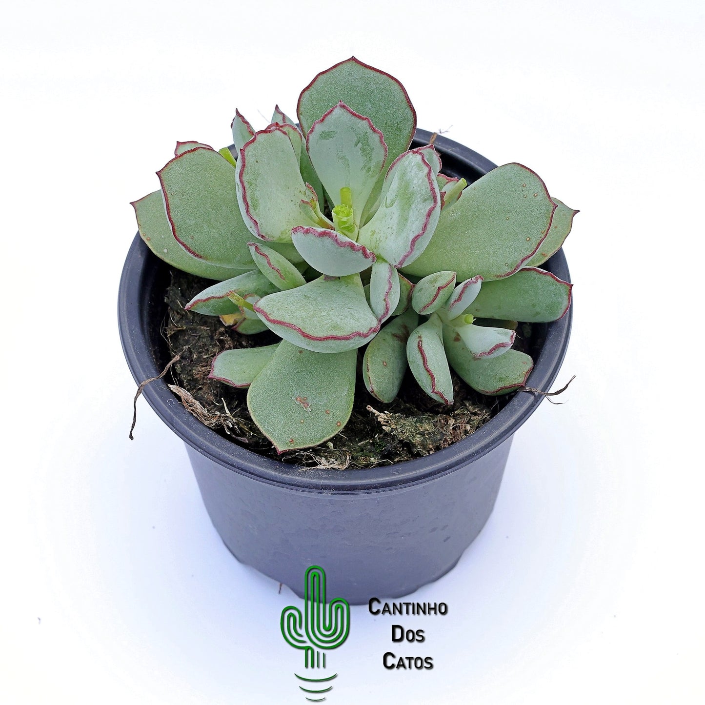Cotyledon Choco-line
