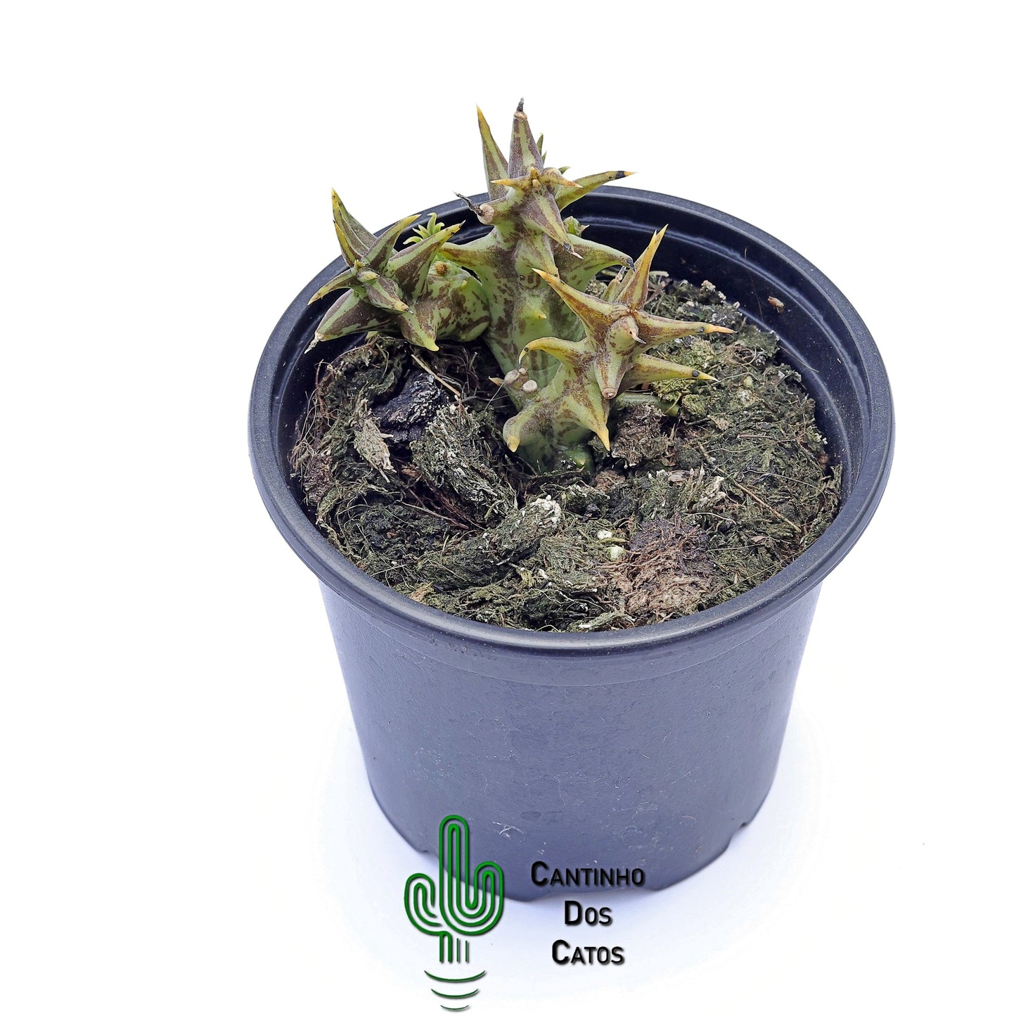 Orbea Semota Orientalis