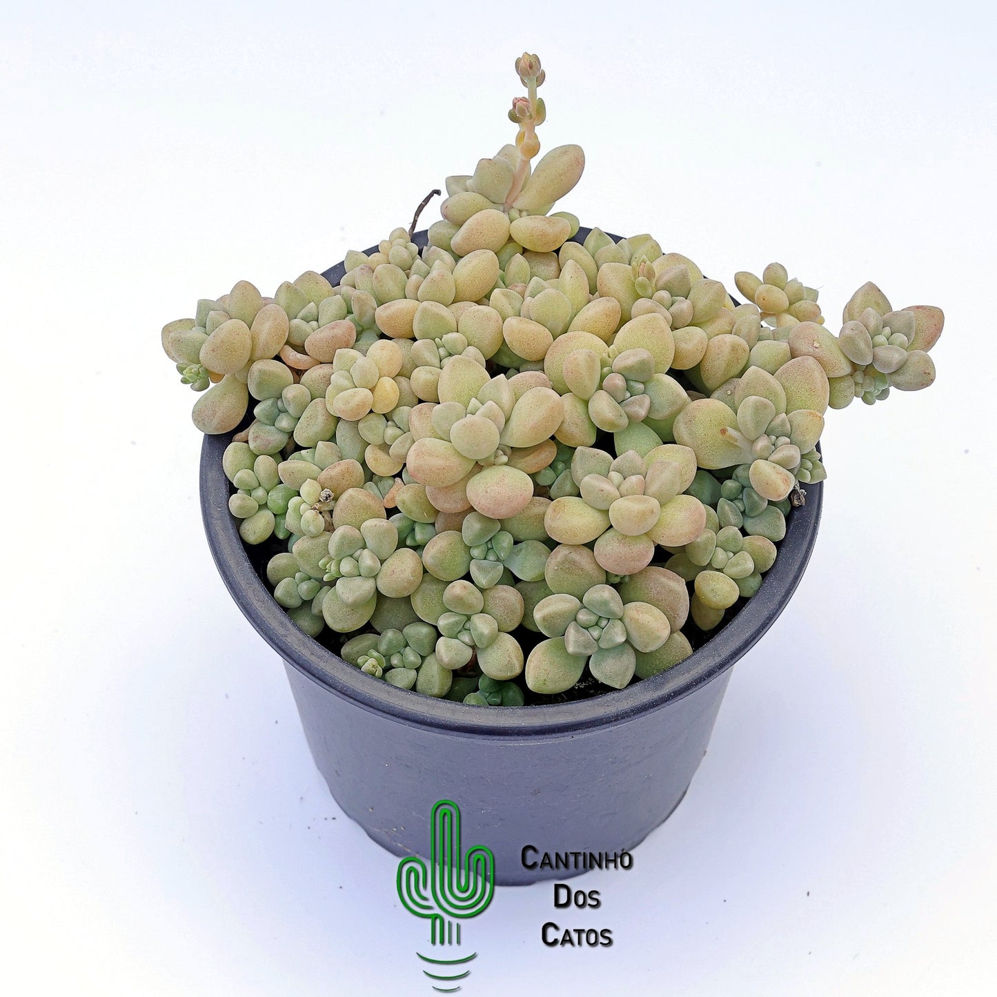 Graptopetalum Mendozae