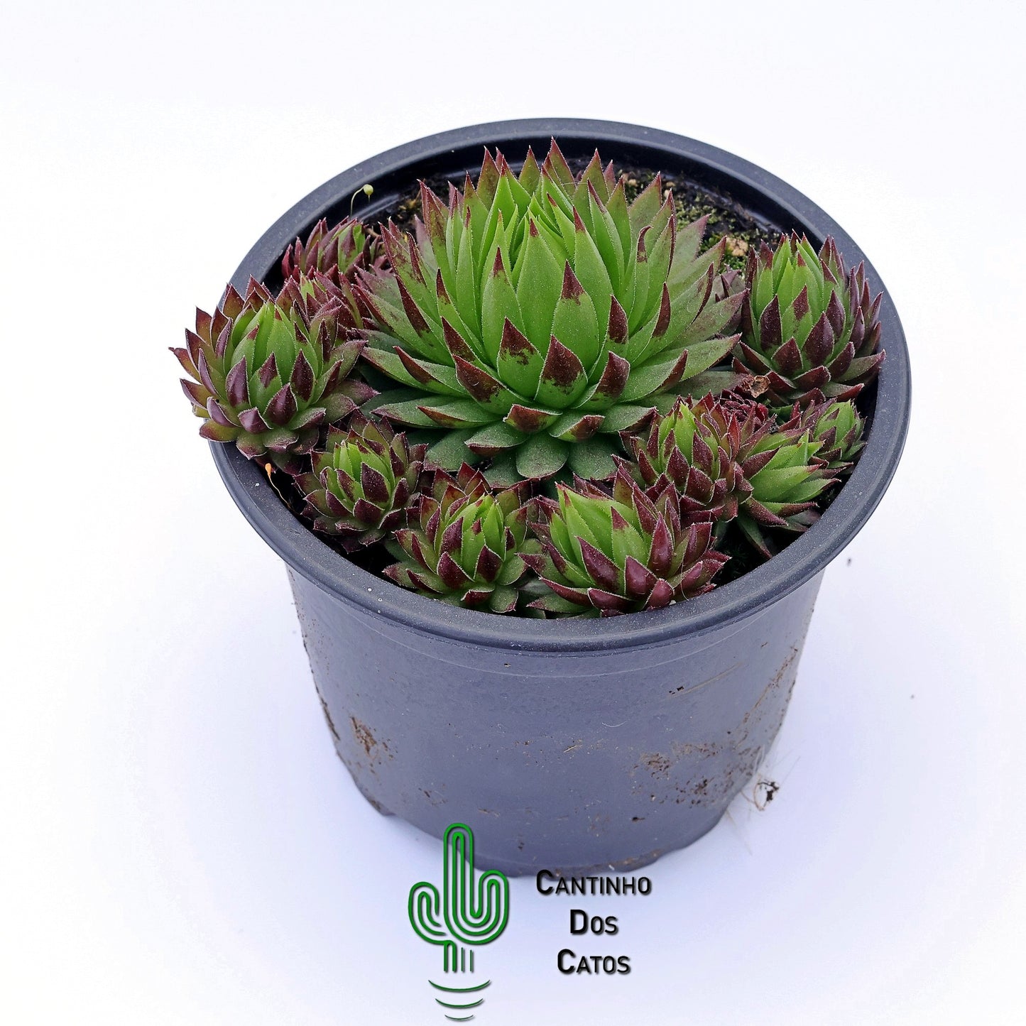 Sempervivum Globiferum subsp. Hirtum Prussiana