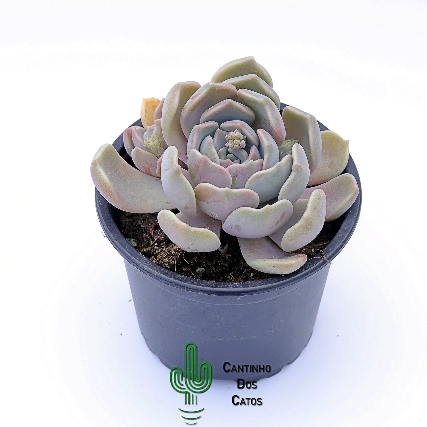 Graptoveria Alabaster Gem