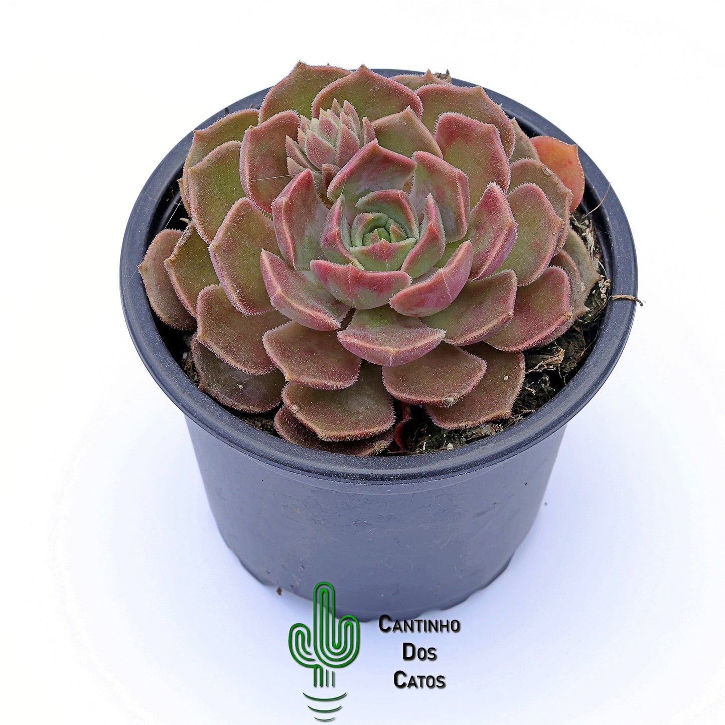 Echeveria Brown Rose