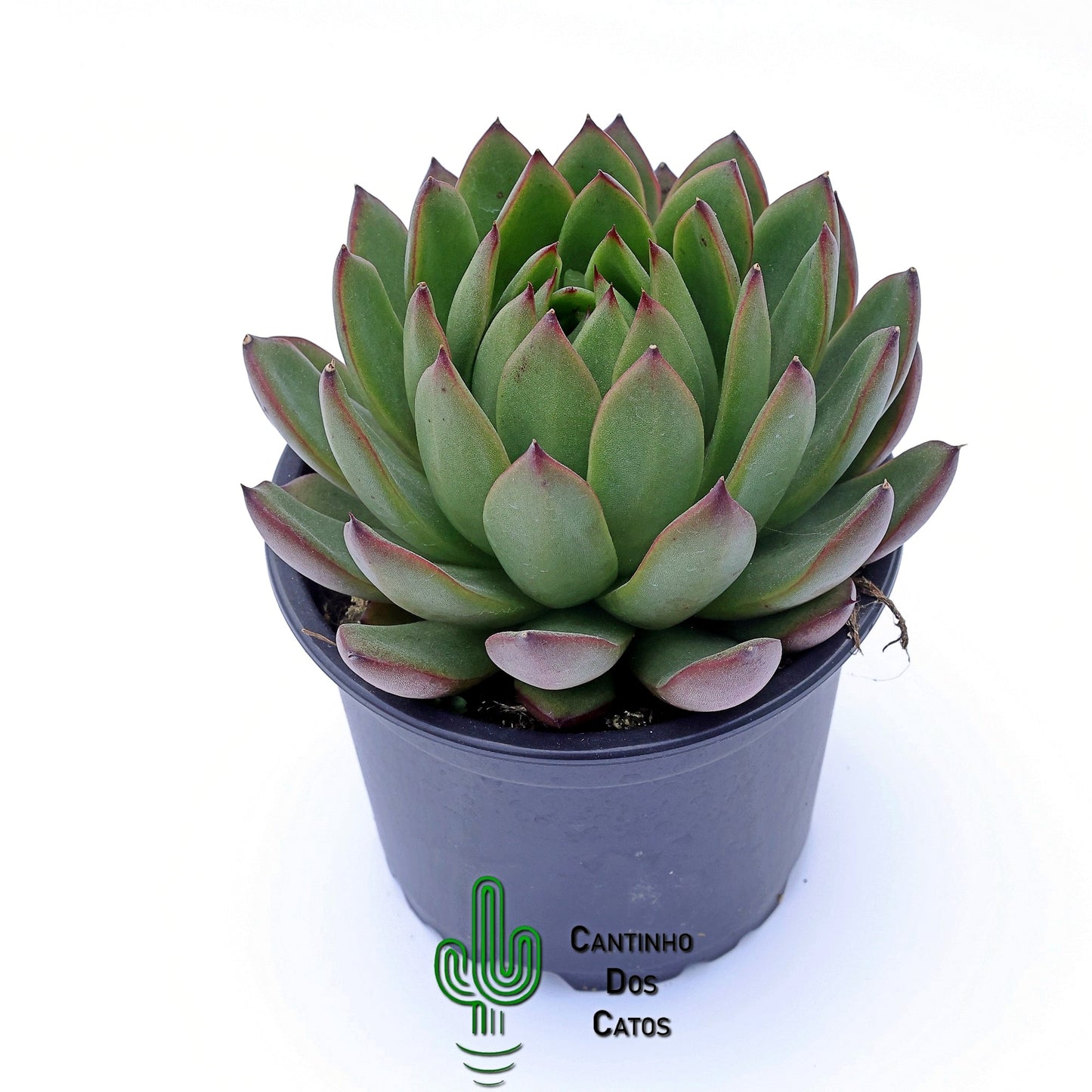 Echeveria Spotlight