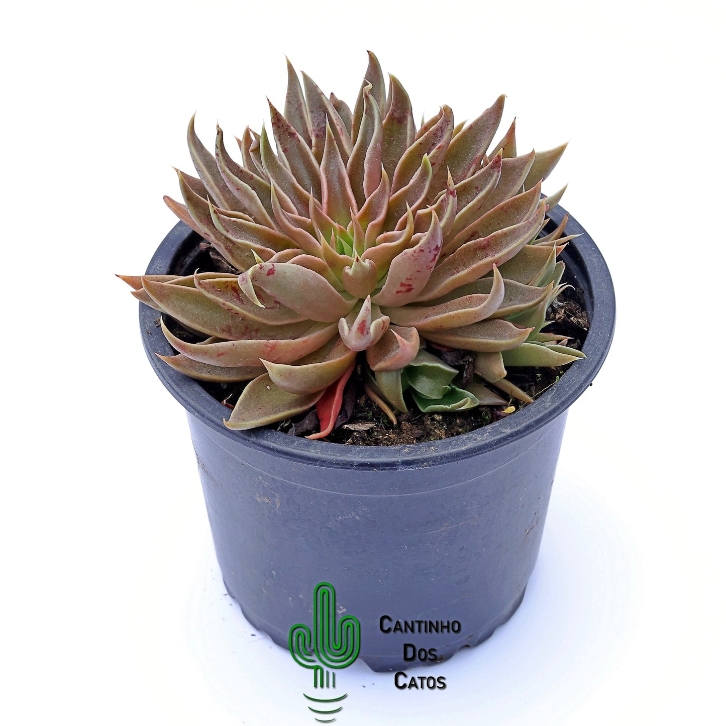 Echeveria Sabre Wolf