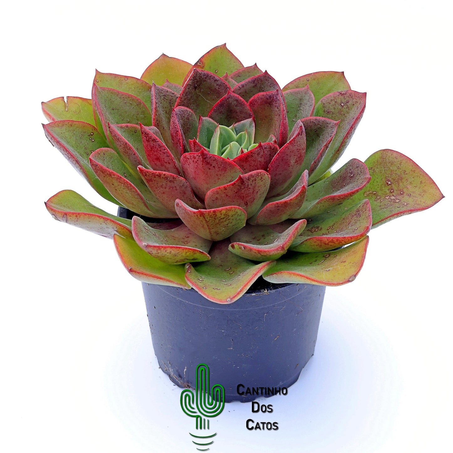 Echevaria Salsa Green