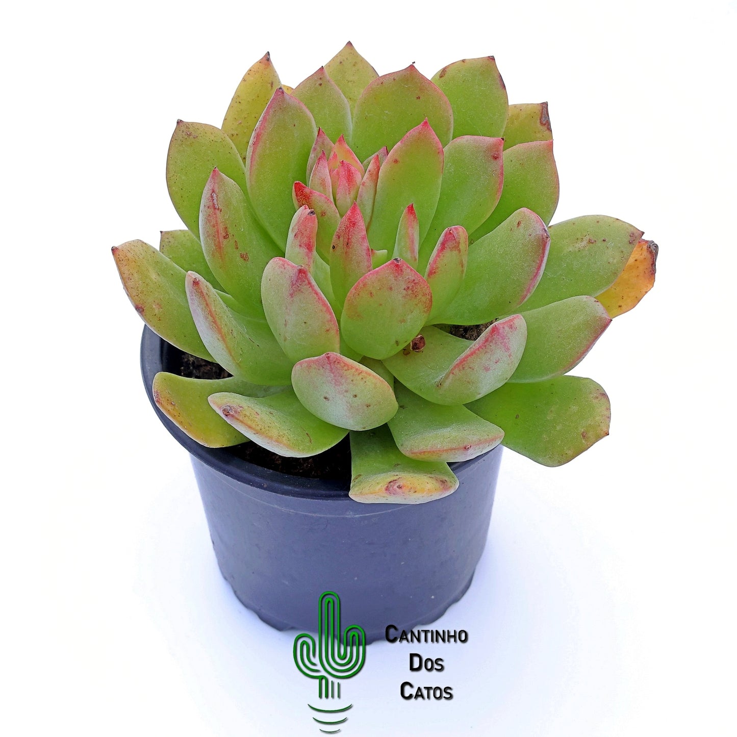 Echeveria Violet Queen