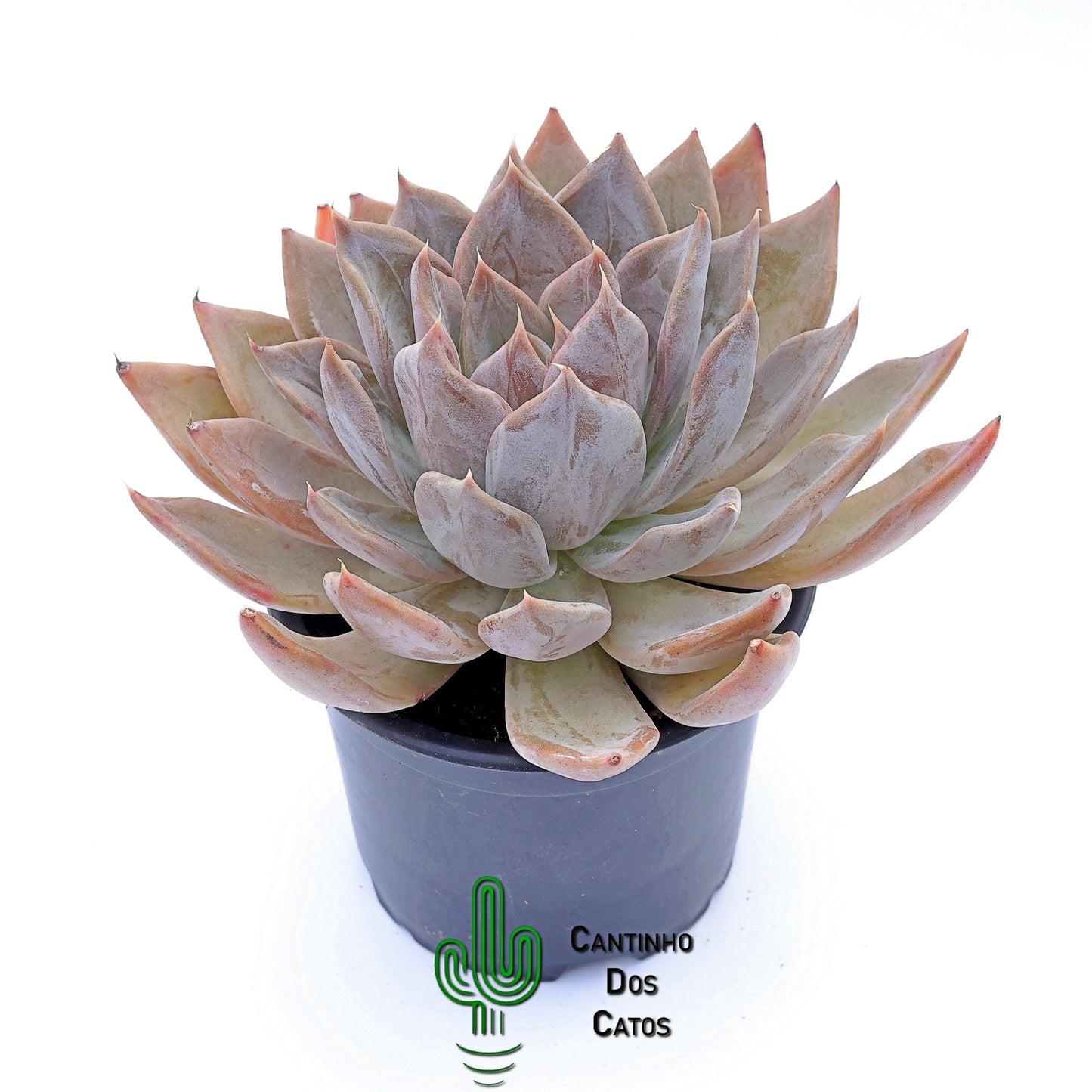 Echeveria Silver Shine