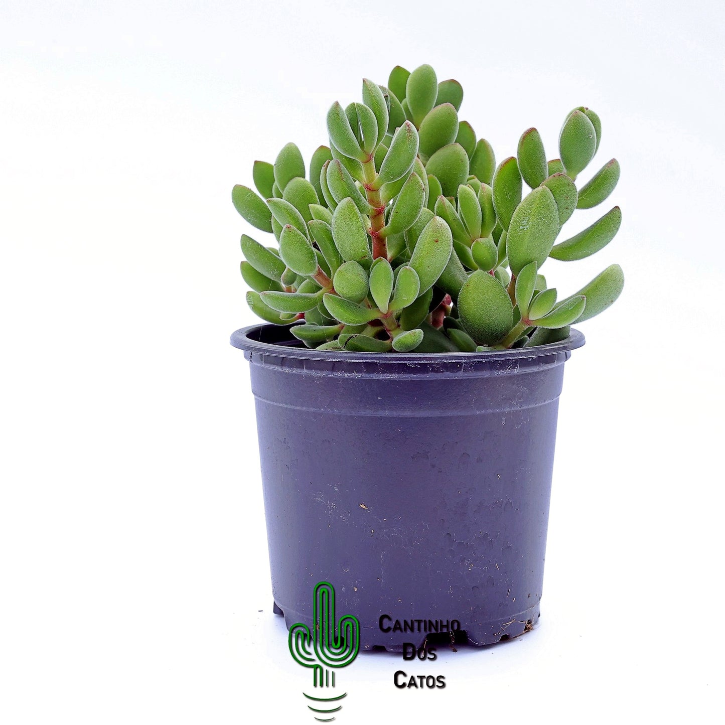 Crassula Rogersii