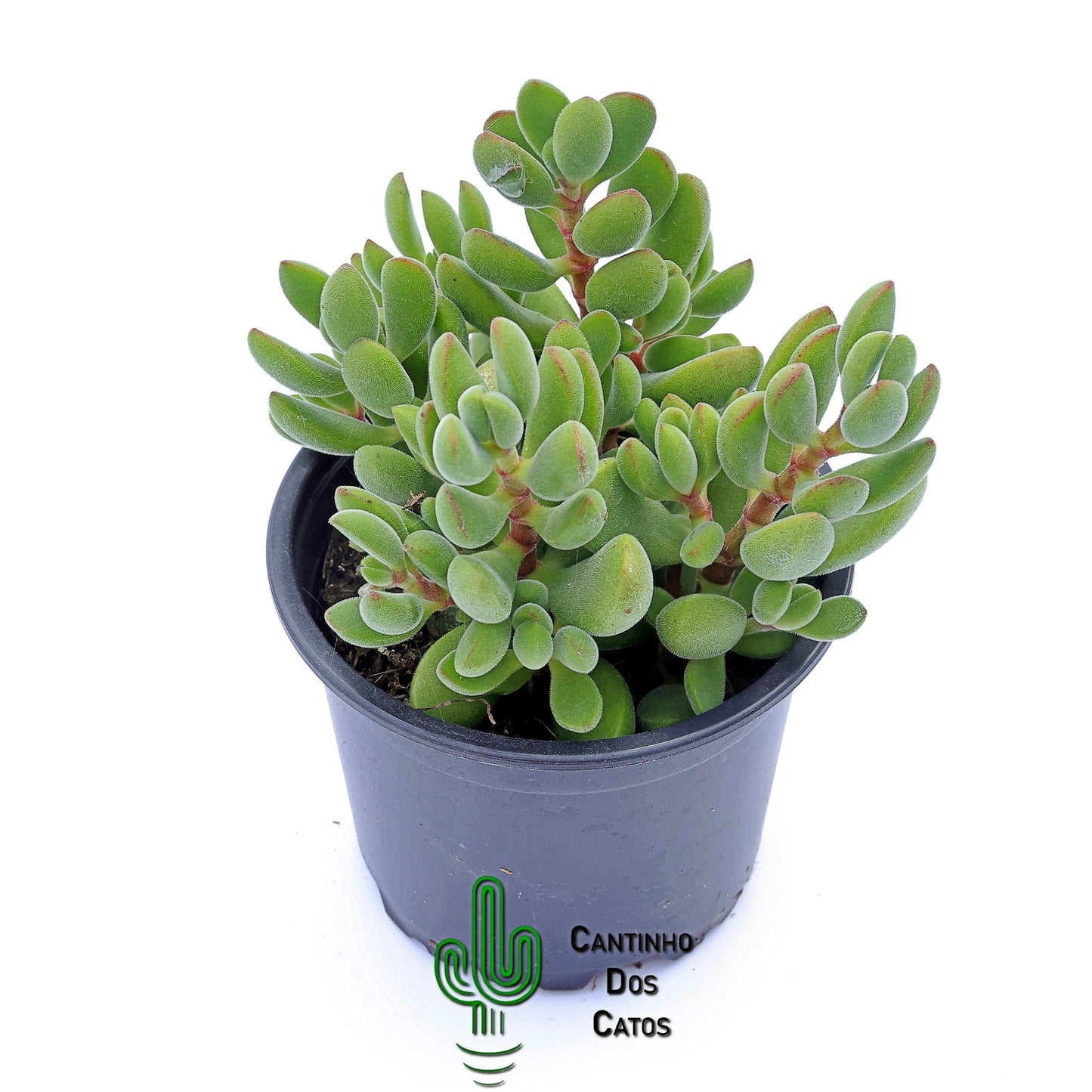 Crassula Rogersii