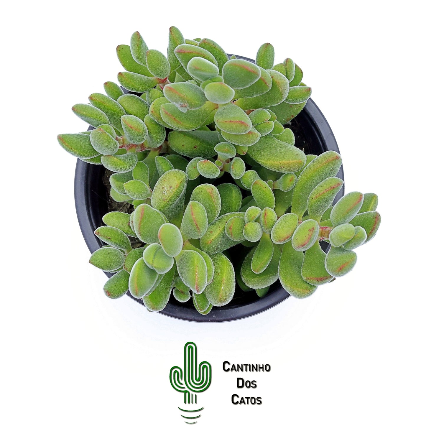 Crassula Rogersii