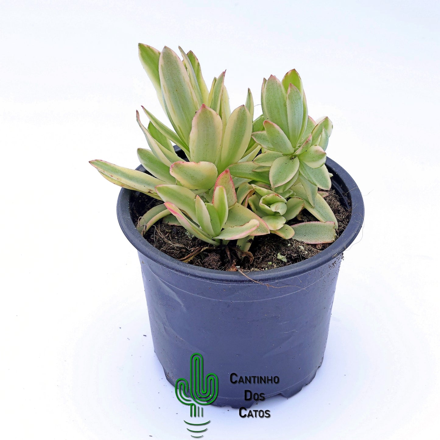Crassula Capitella Campfire Variegata