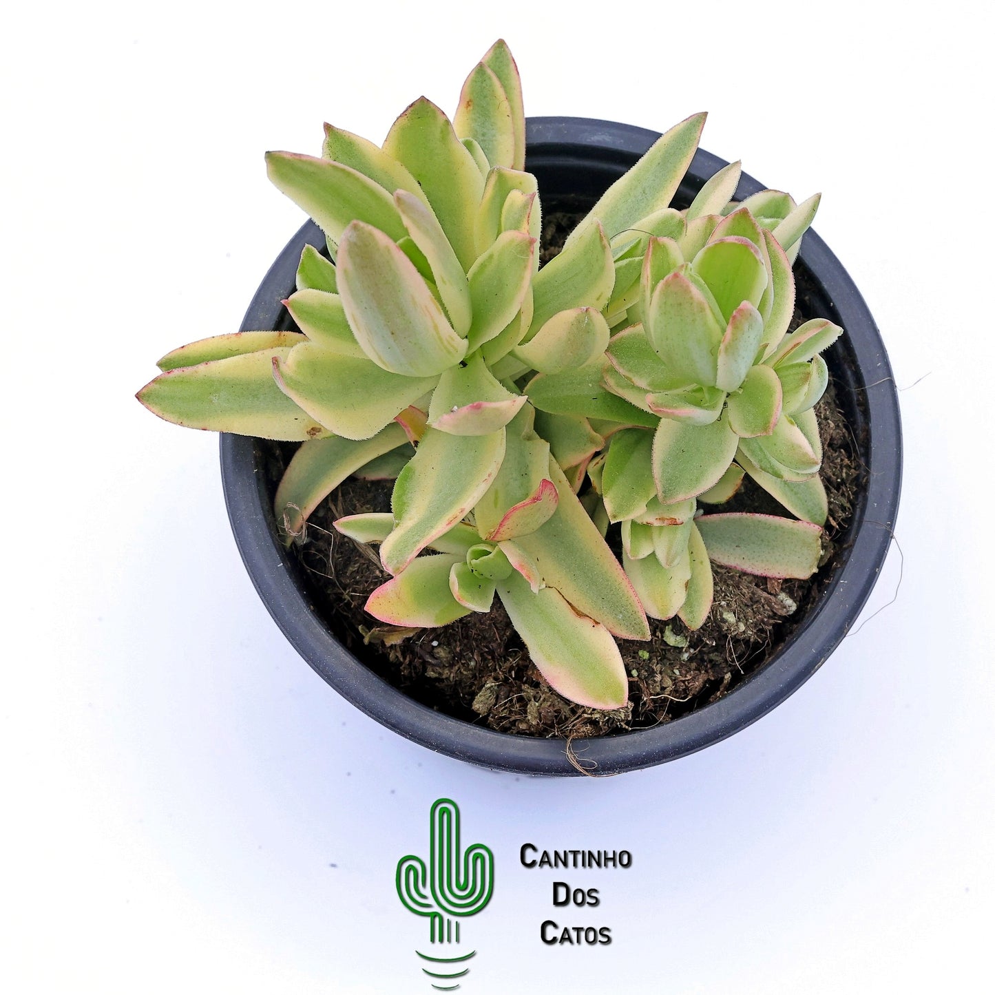 Crassula Capitella Campfire Variegata
