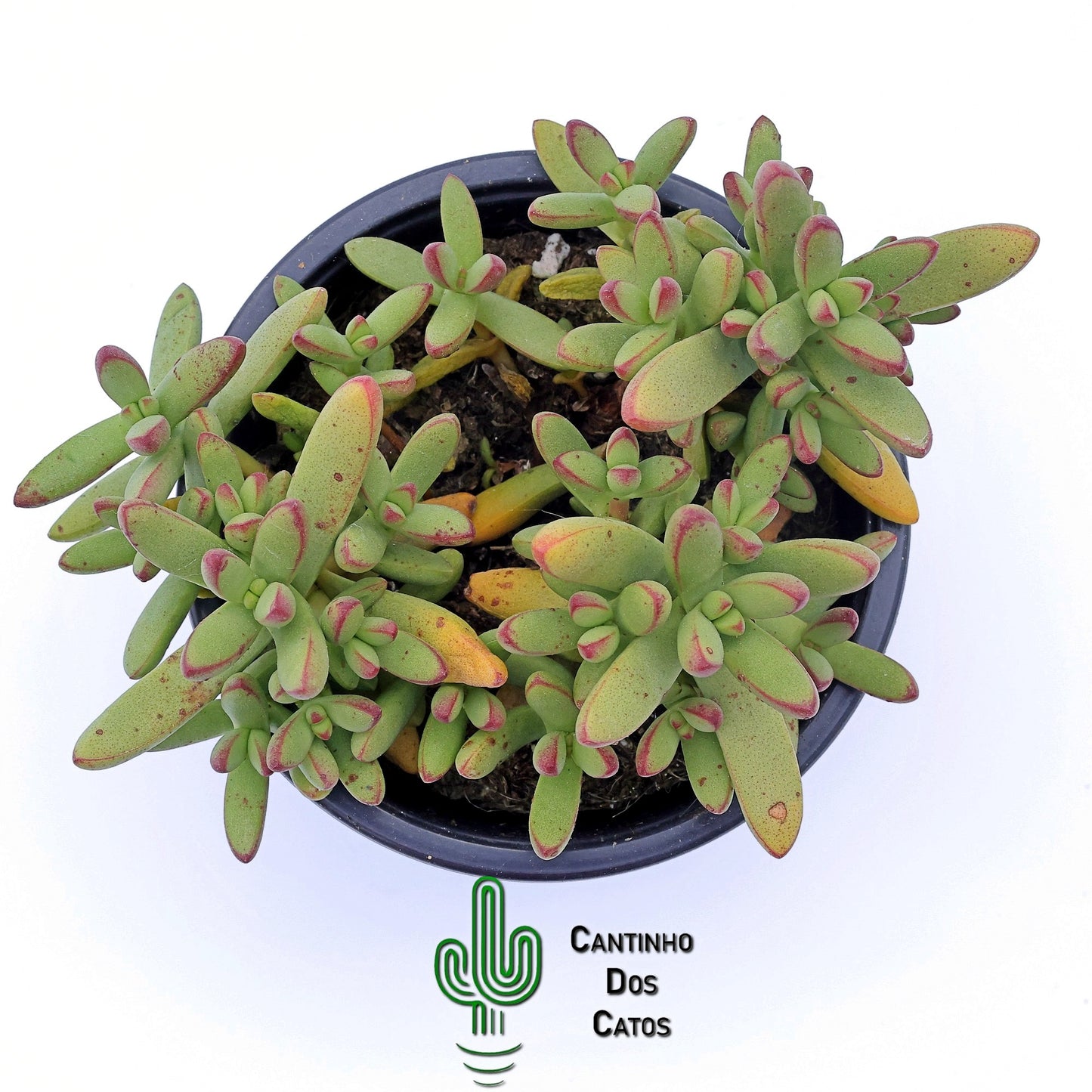 Crassula Nudicaulis Herrei