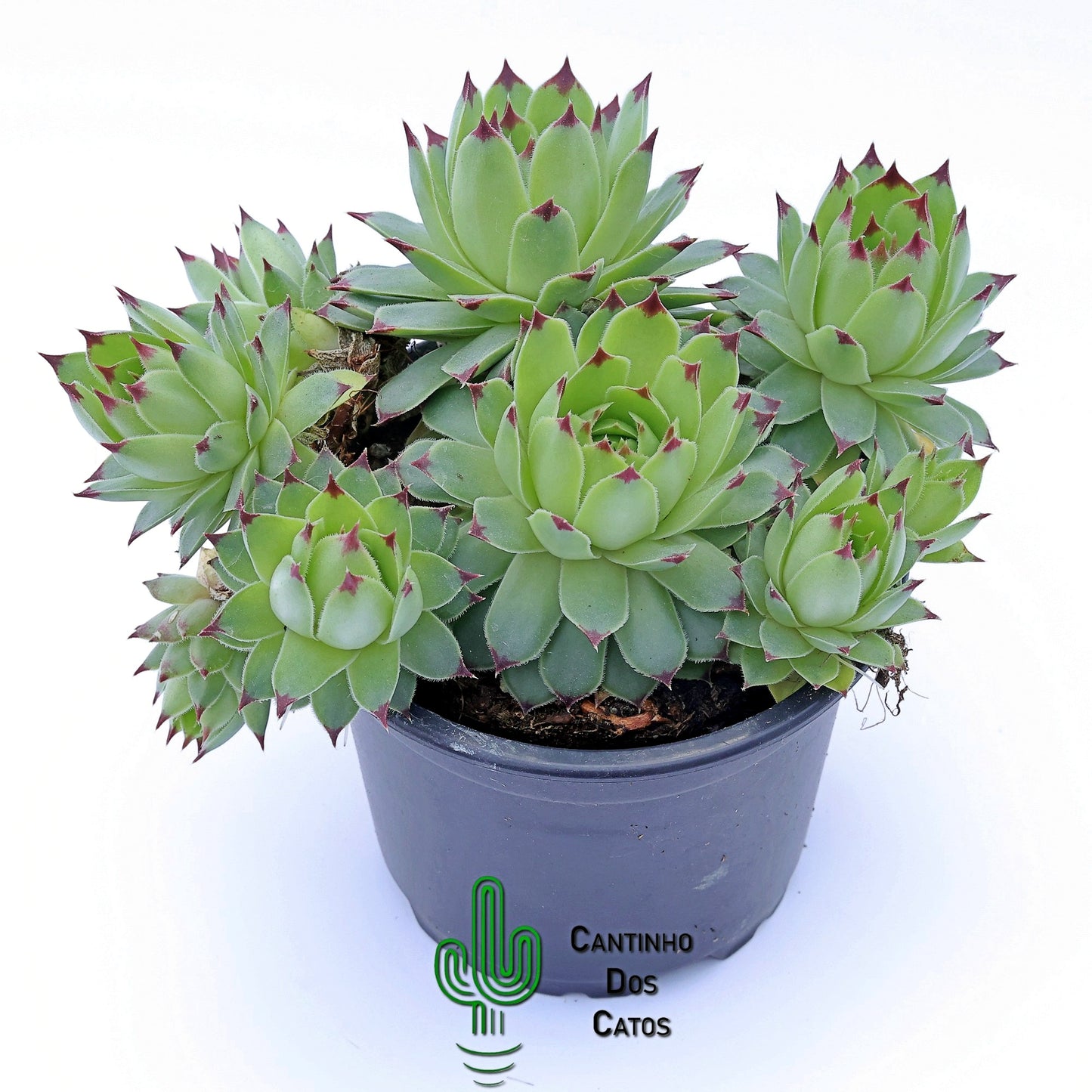 Sempervivum Calcareum