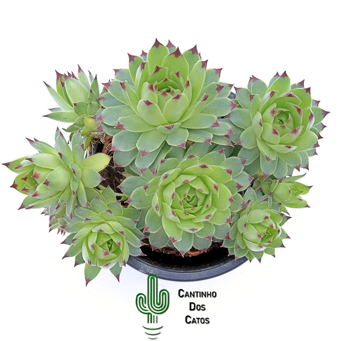 Sempervivum Calcareum