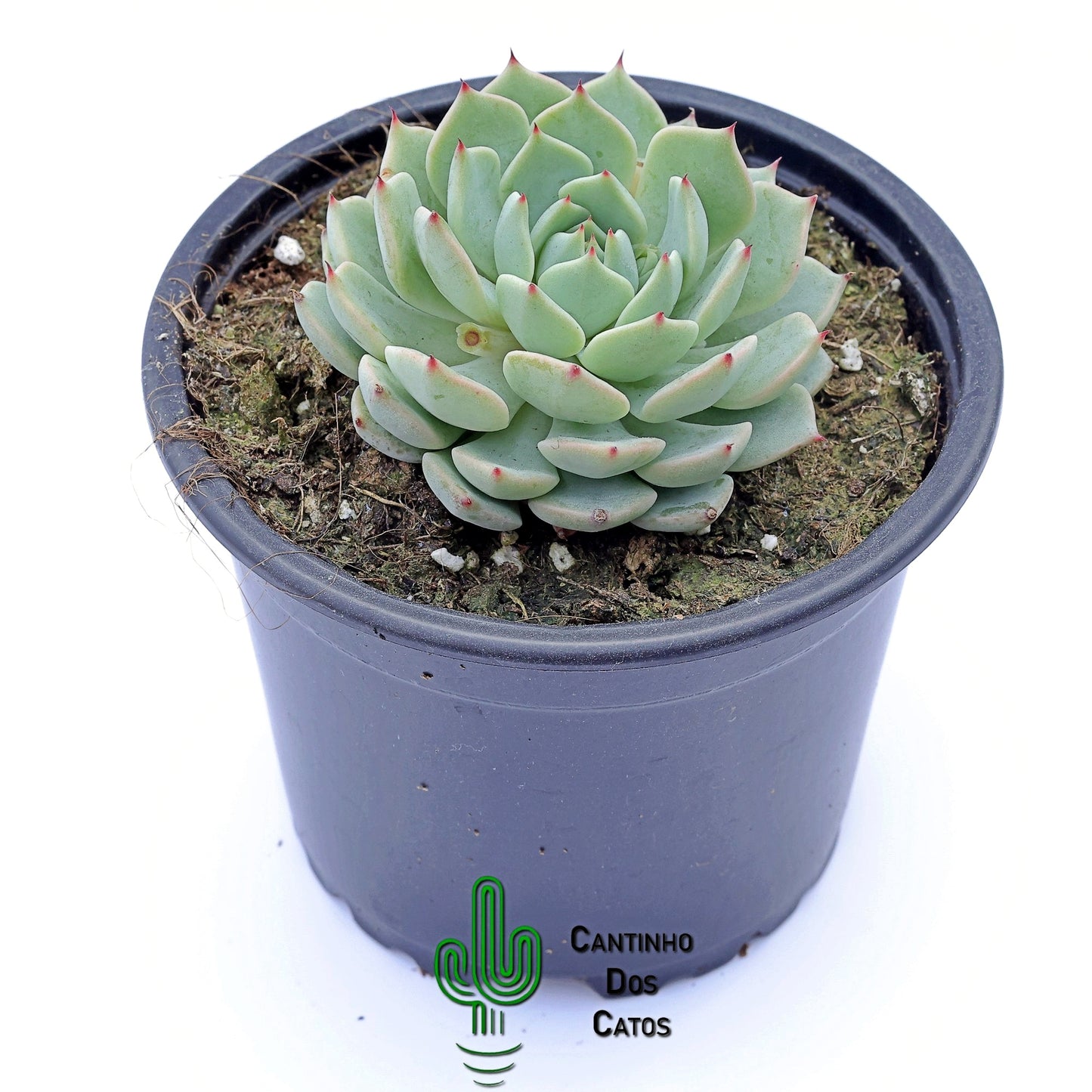 Echeveria Alienor