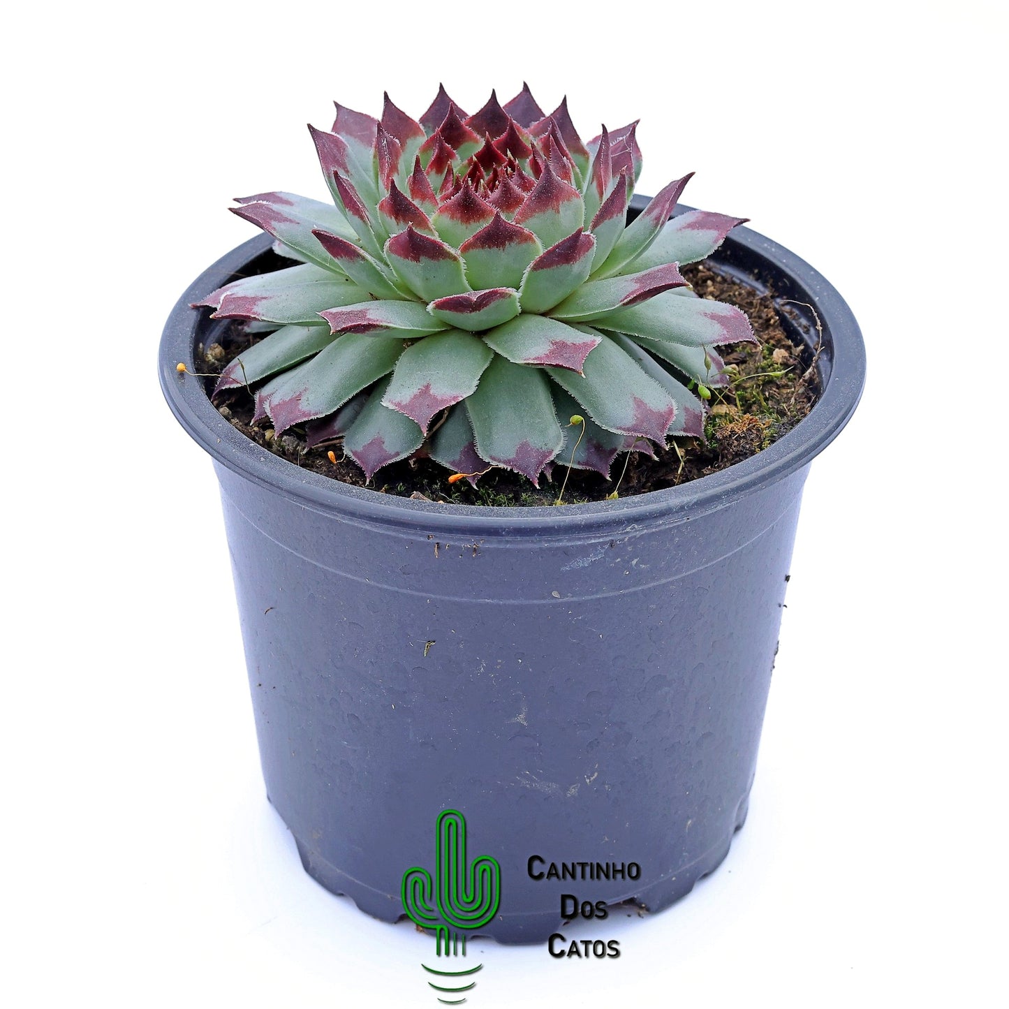 Sempervivum Calcareum