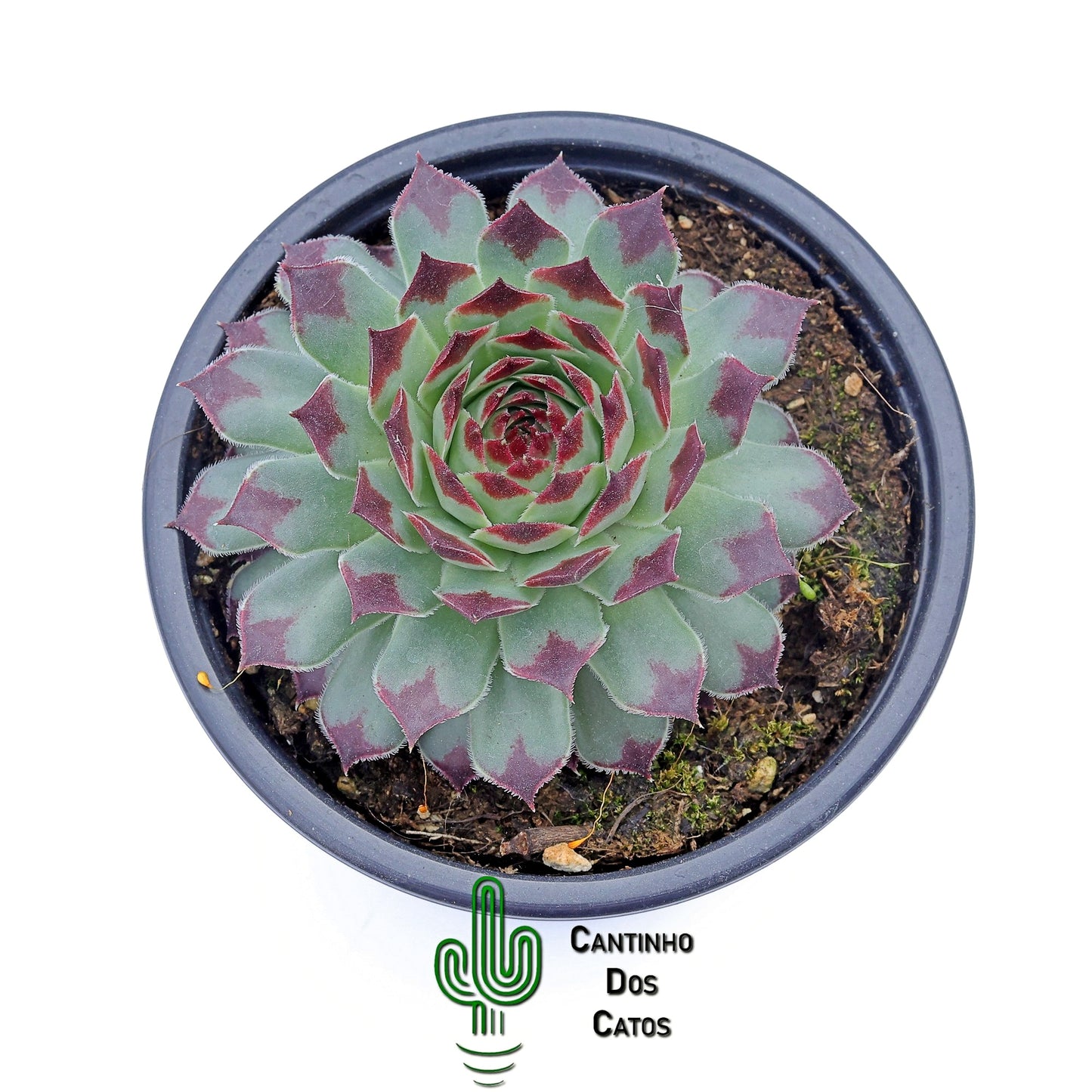 Sempervivum Calcareum