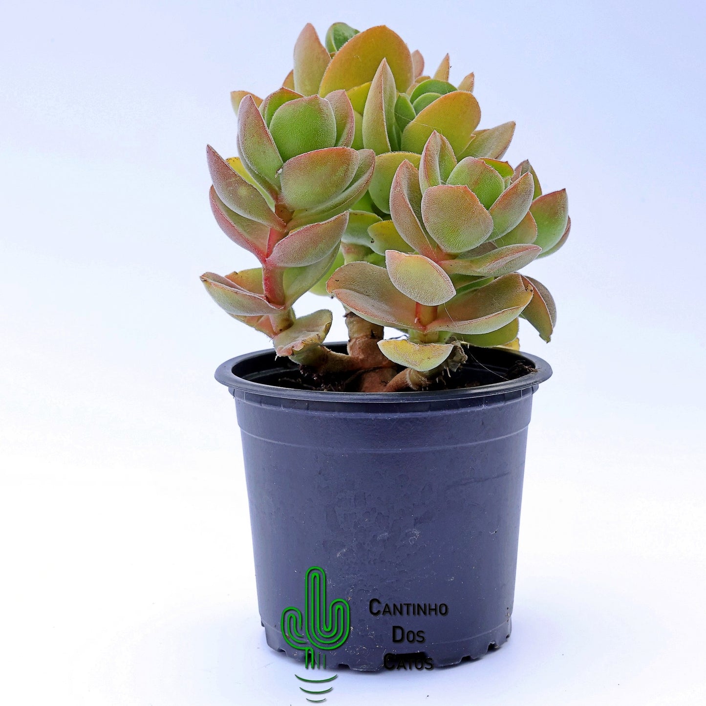 Crassula Argyrophylla Var. Swaziensis