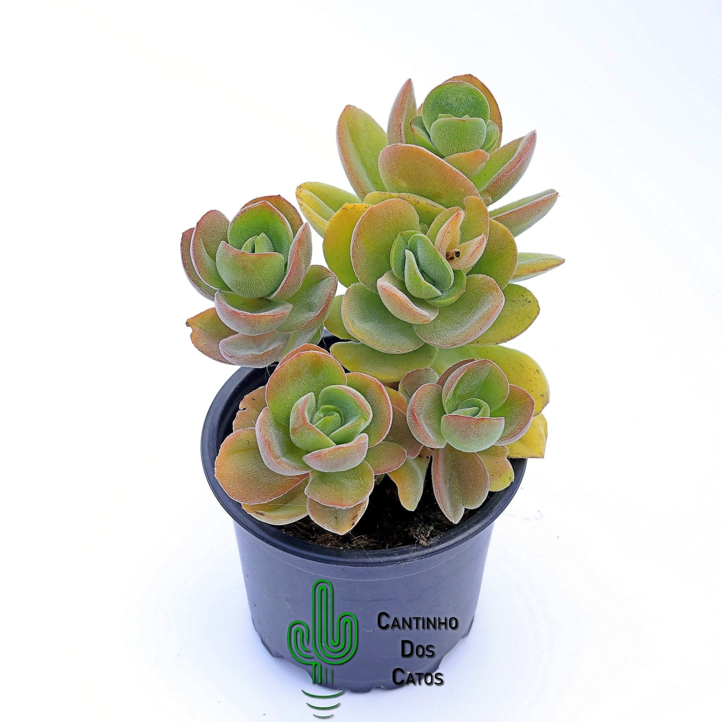 Crassula Argyrophylla Var. Swaziensis
