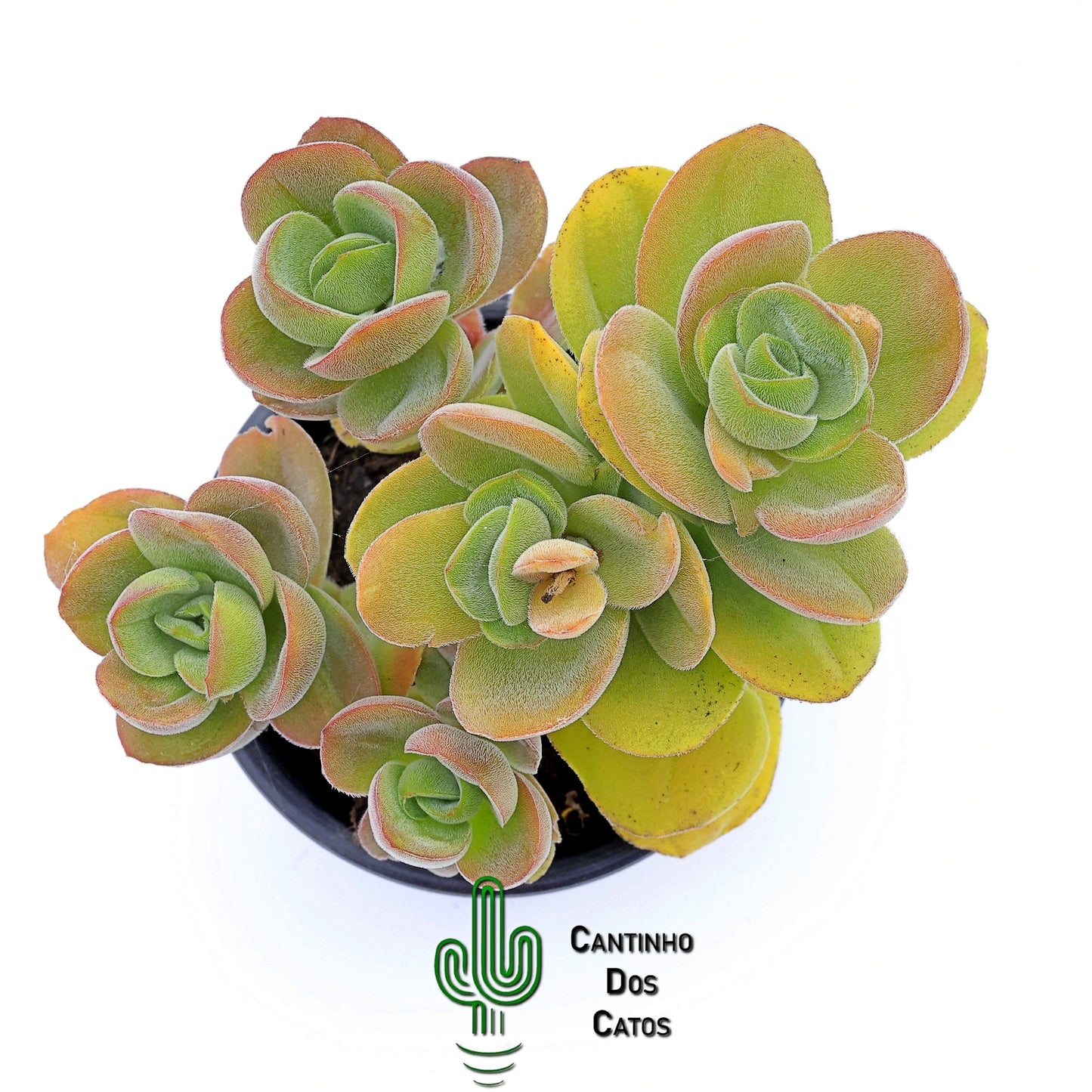 Crassula Argyrophylla Var. Swaziensis